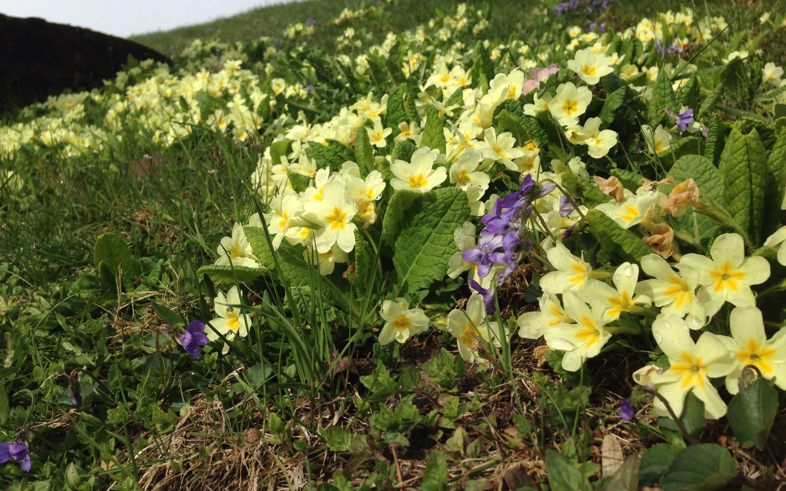 Маленькие первоцветы желтые цветы примулы