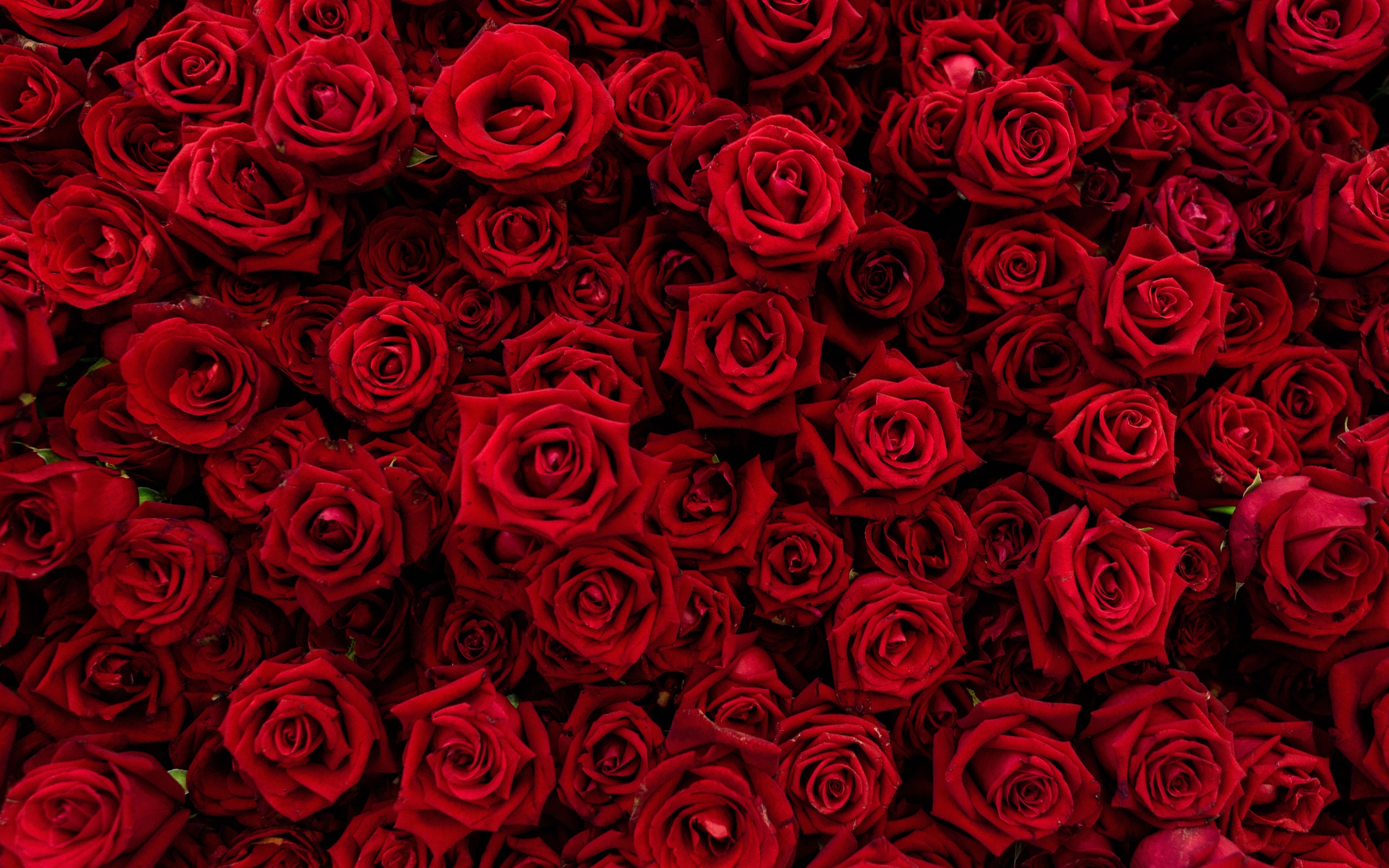 Много красивых красных роз крупным планом