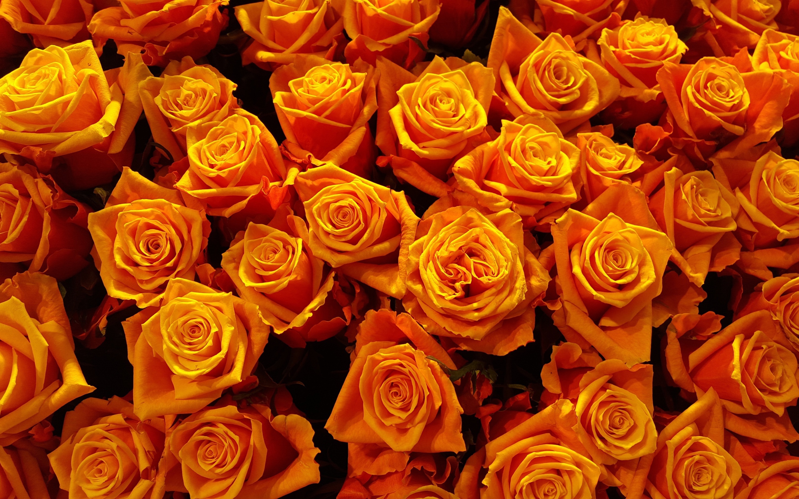 Много оранжевых роз крупным планом