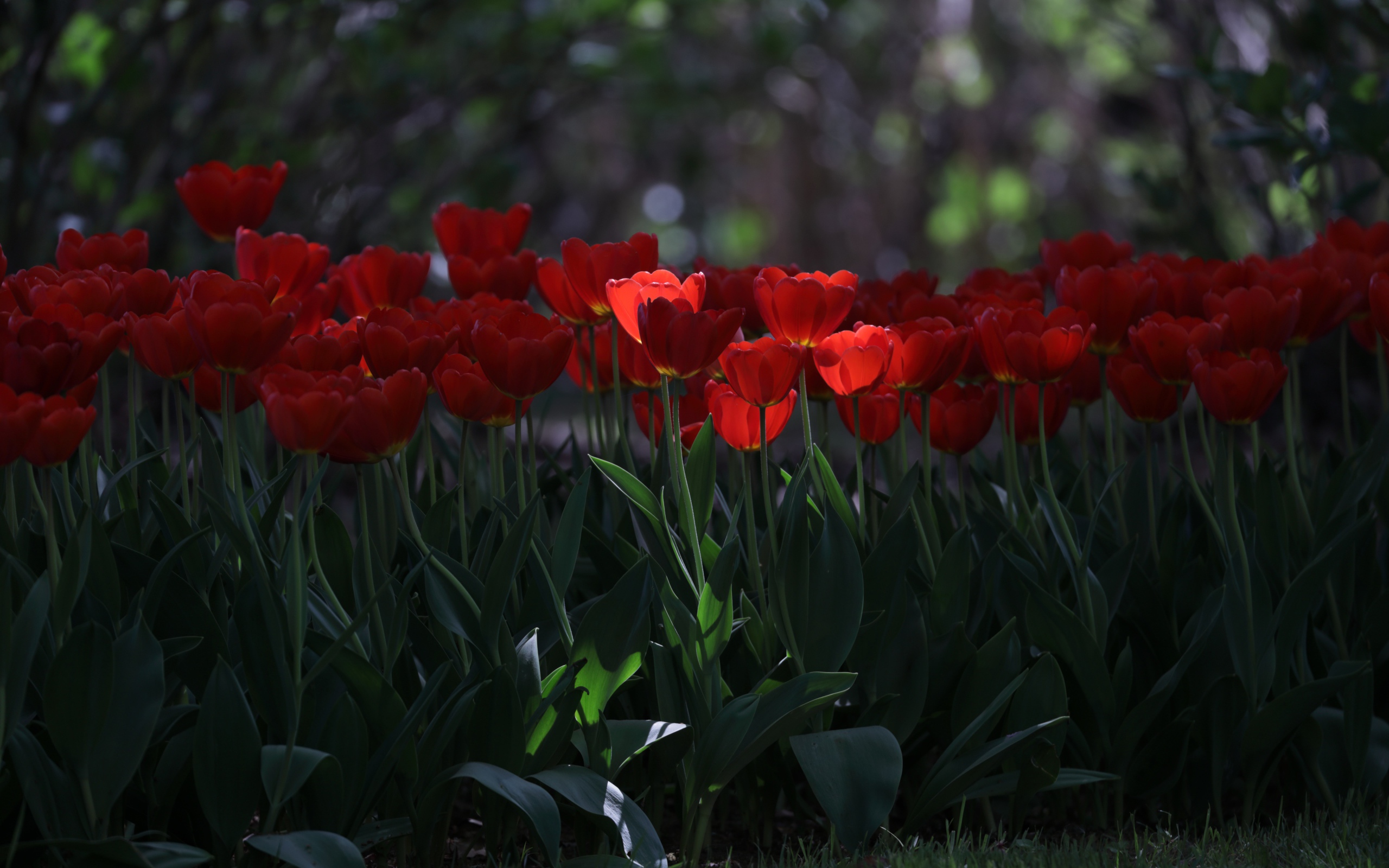 Много красных тюльпанов в  тени 