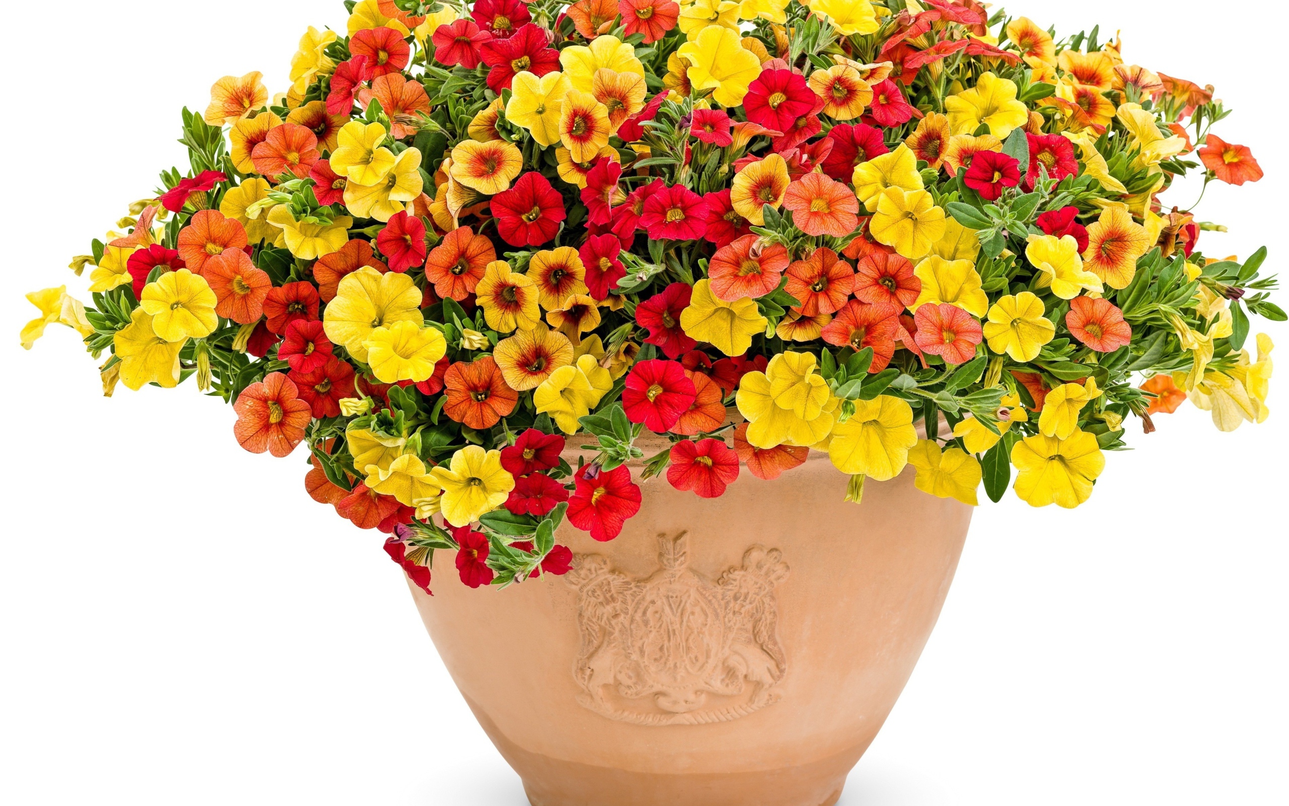 Разноцветные цветы петунии в горшке на белом фоне