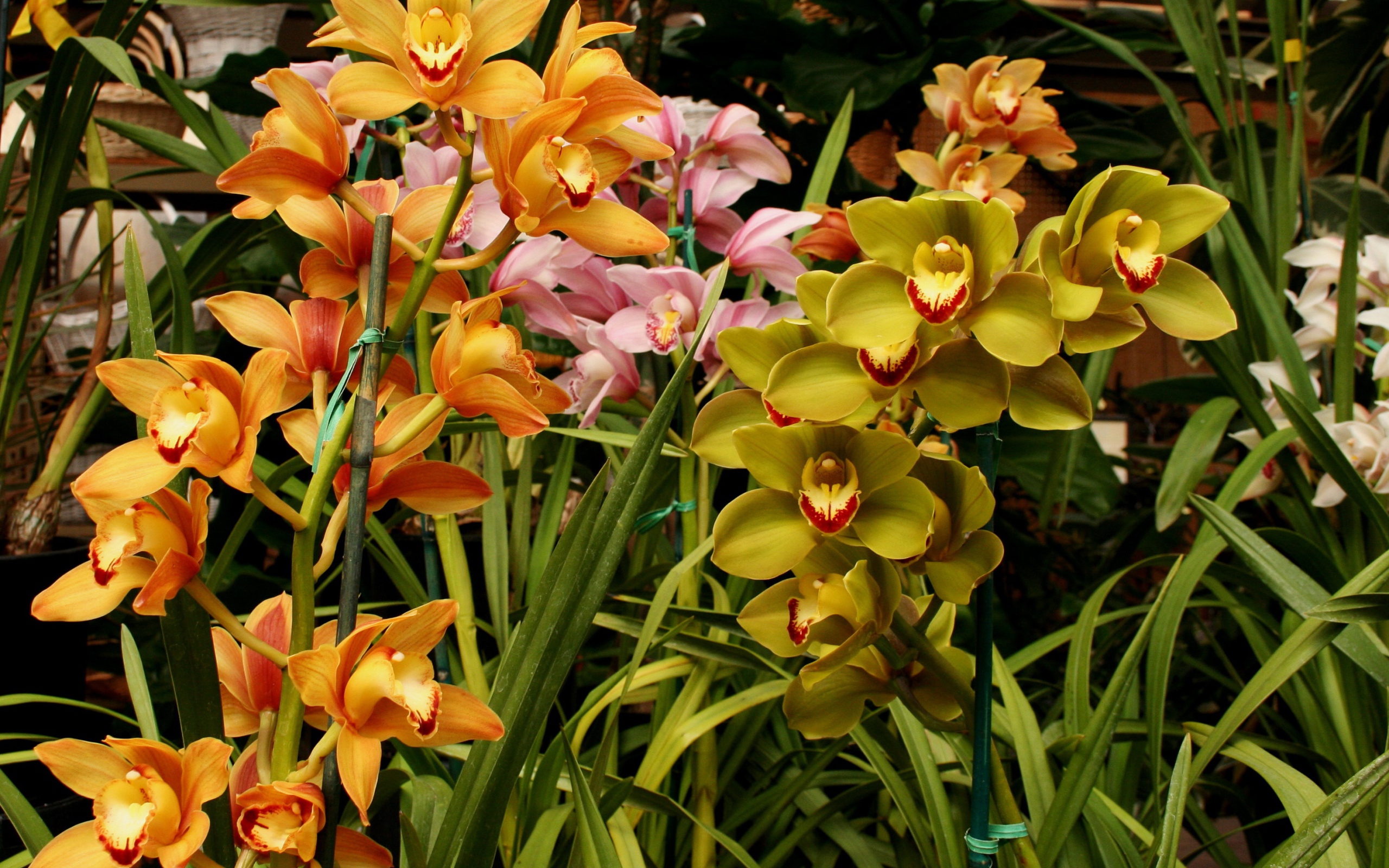 Разноцветные орхидеи в оранжерее