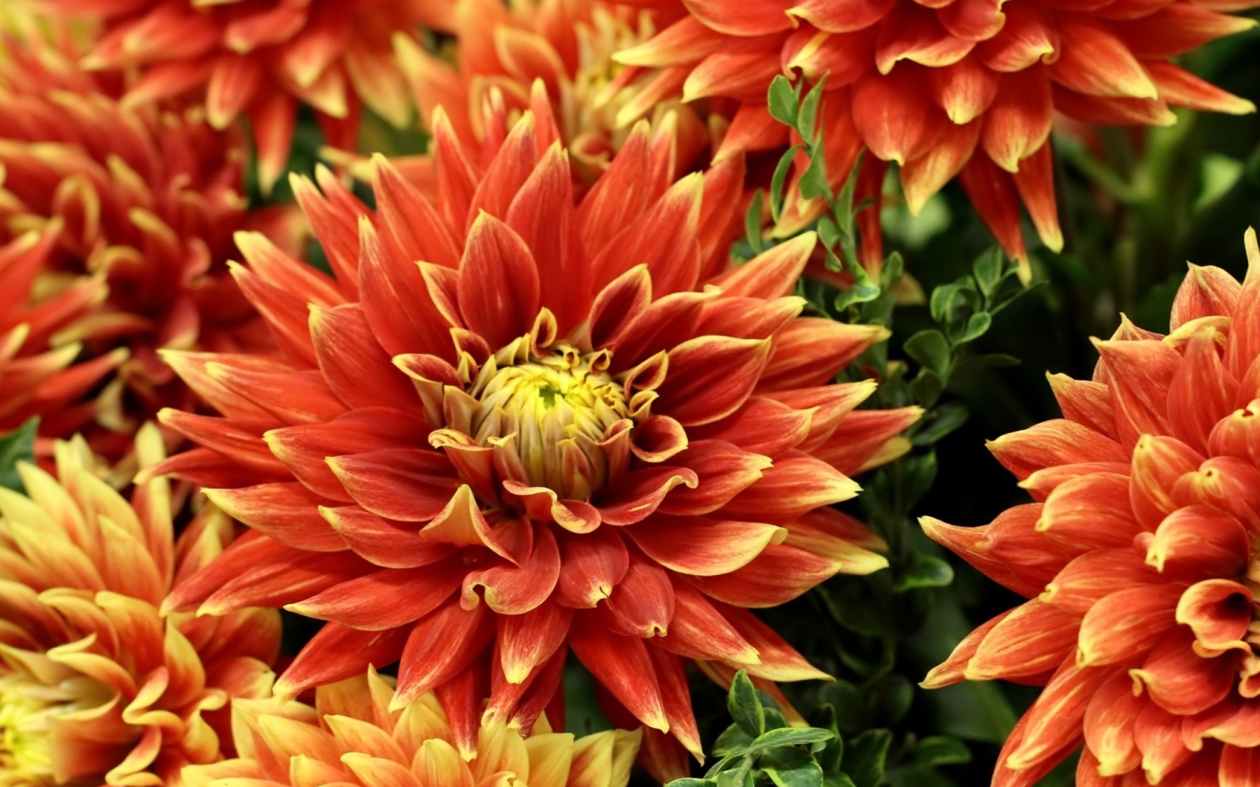 Оранжевые красивые георгины крупным планом 