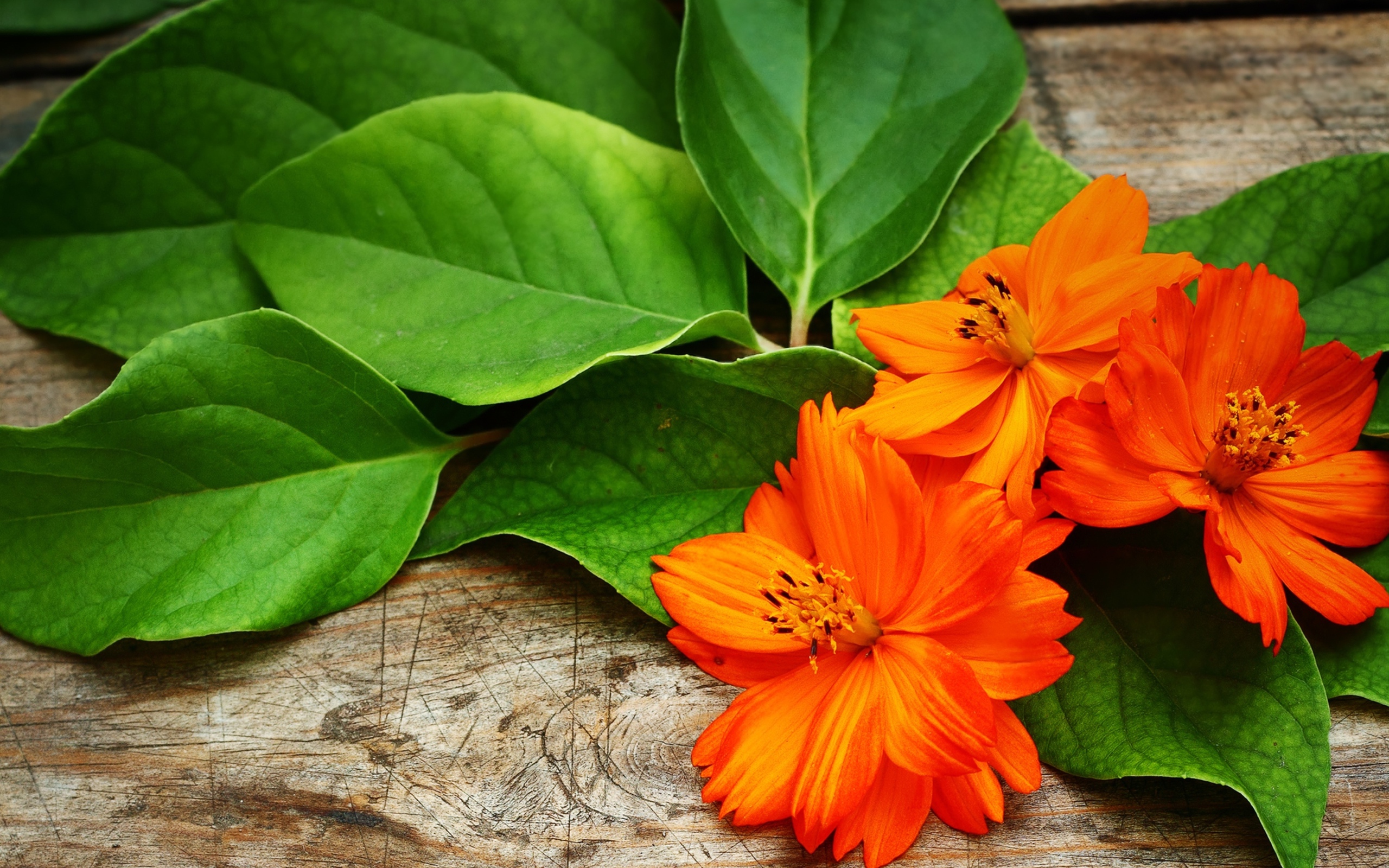 Оранжевые цветы с большими зелеными листьями