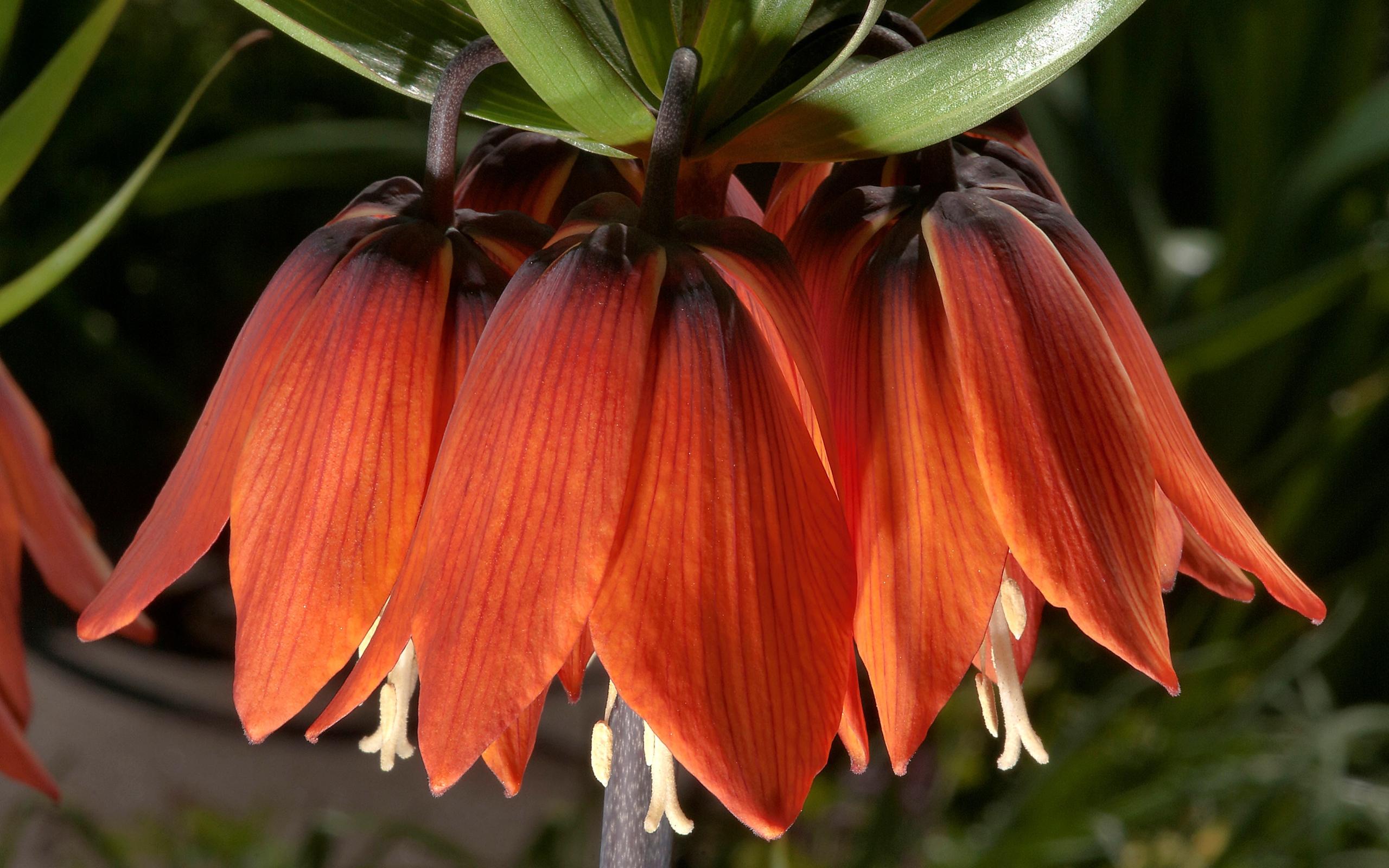 Оранжевые цветы рябчика крупным планом