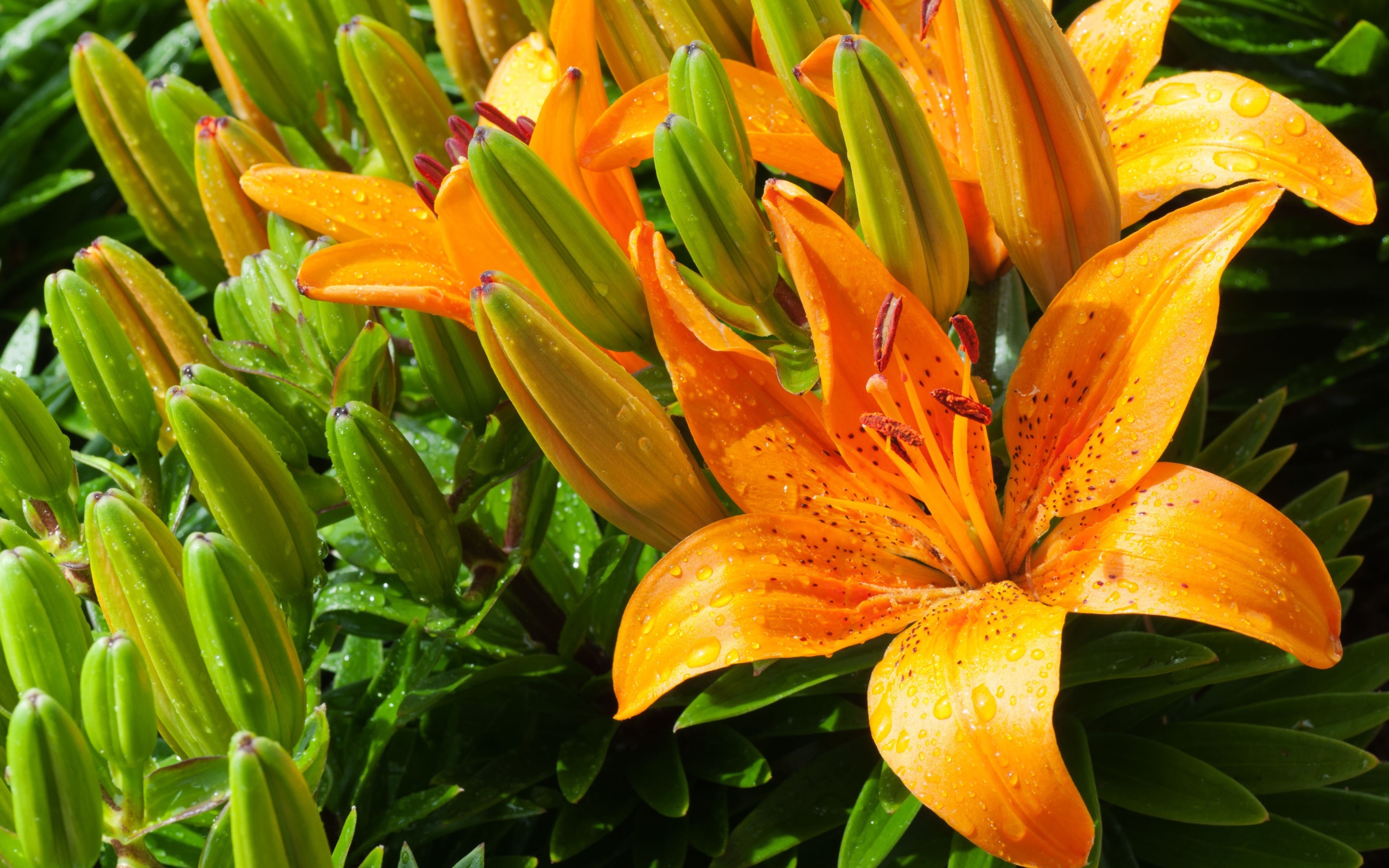 Оранжевые лилии с бутонами в каплях воды