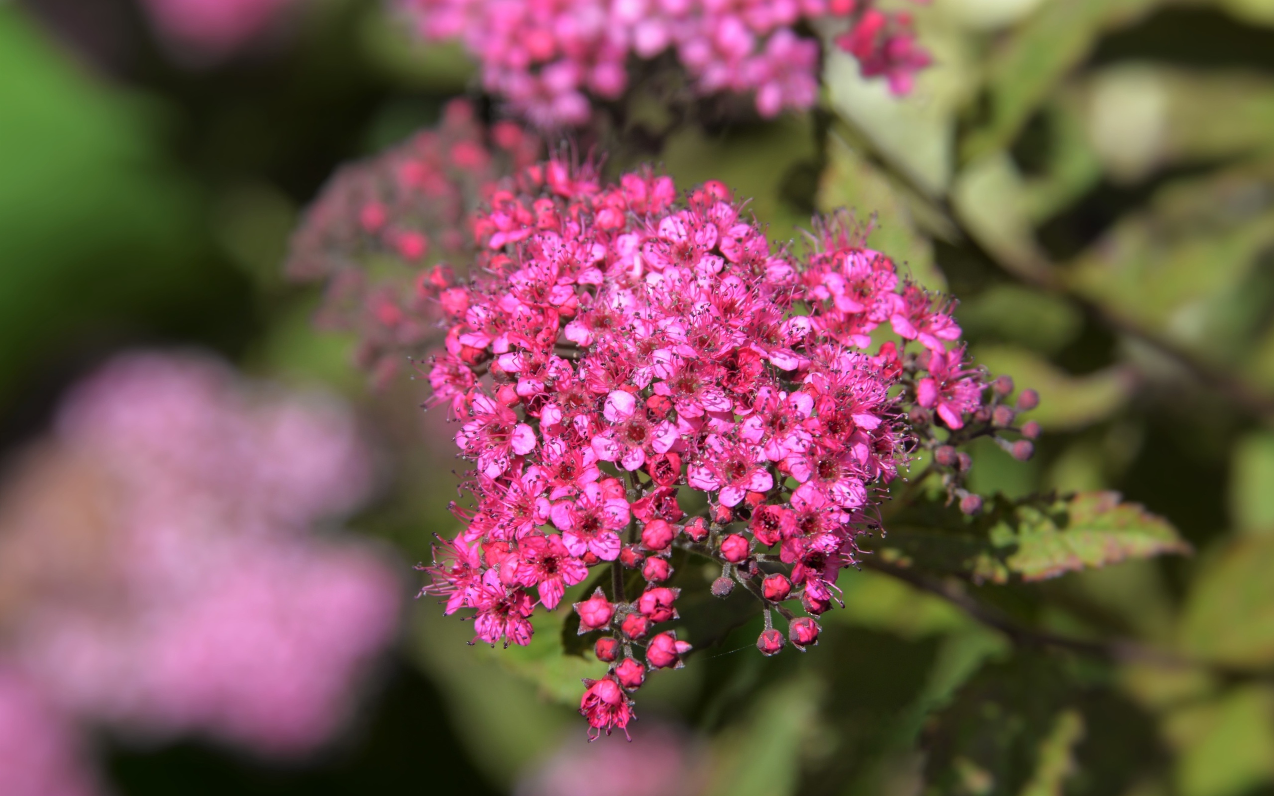 Розовые цветы спирея японская вблизи