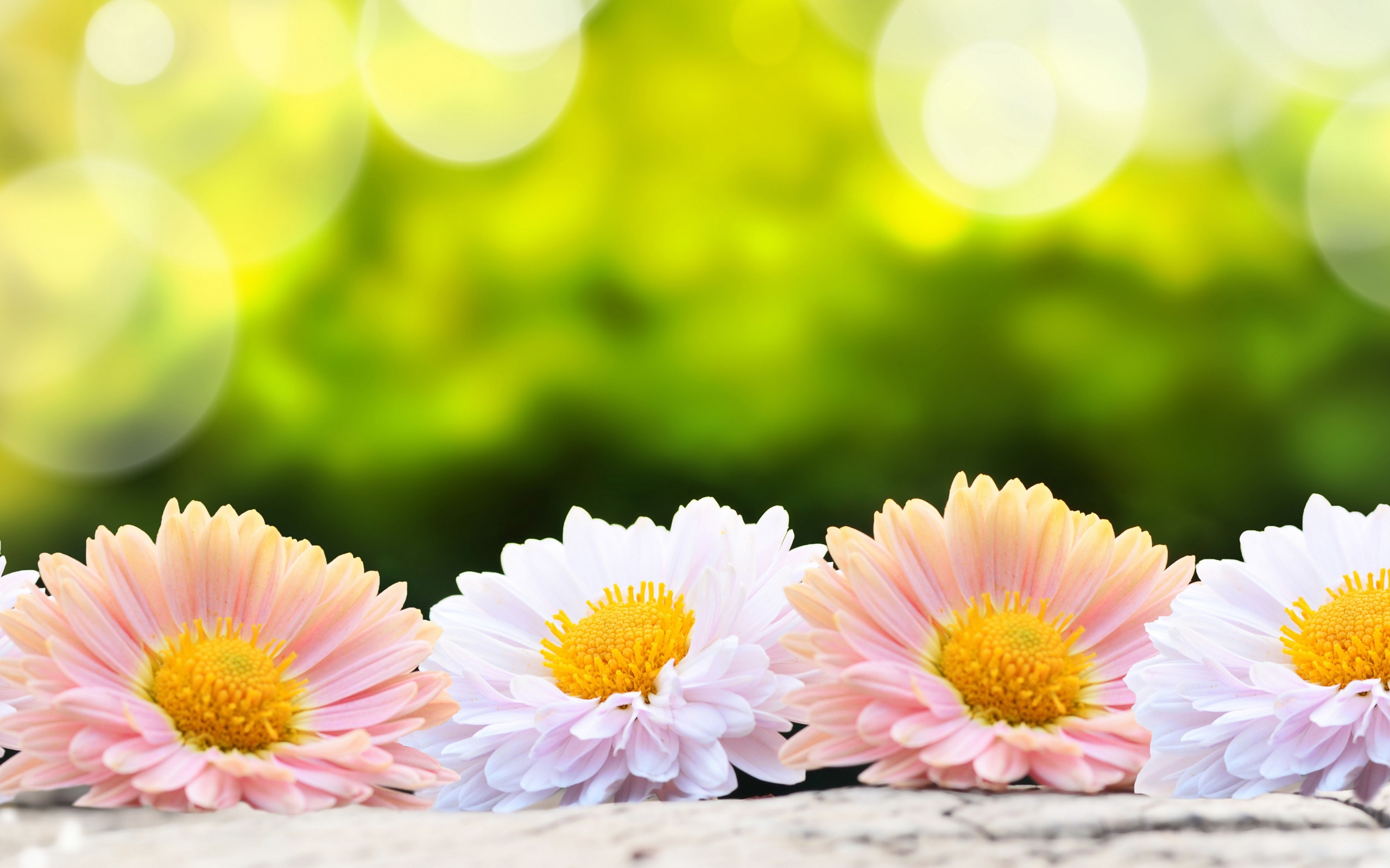 Розовые и белые цветы хризантемы на столе