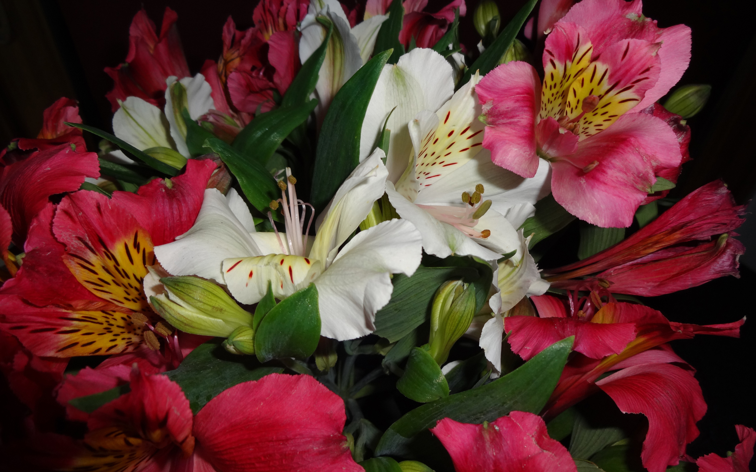 Розовые и белые цветы альстромерия крупным планом