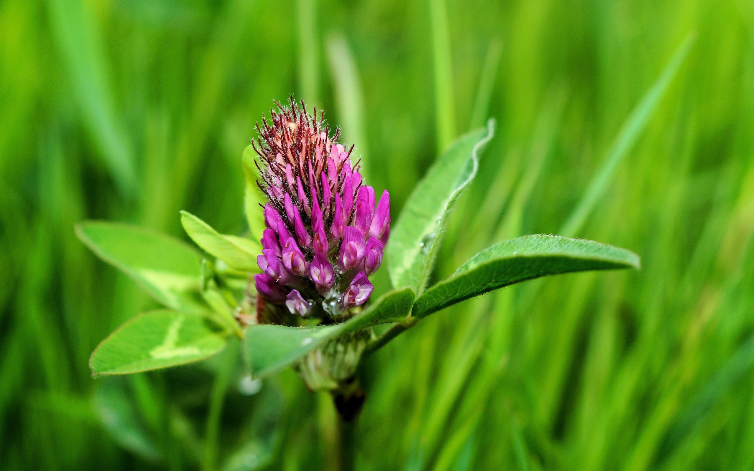 Розовый цветок клевера крупным планом