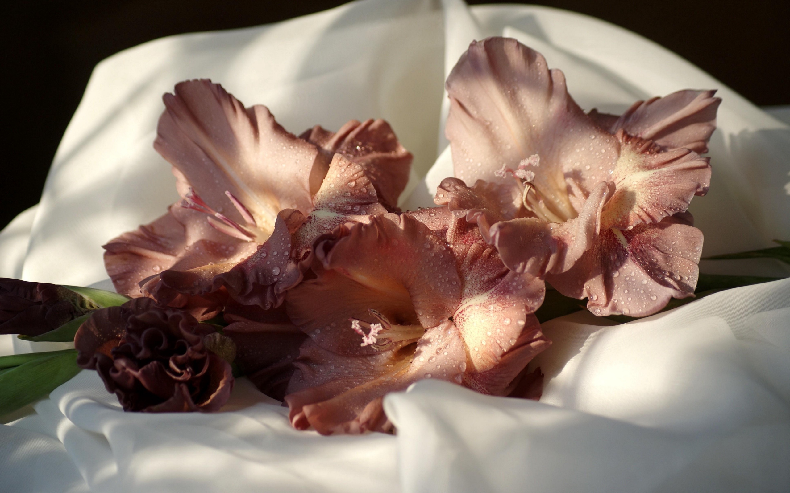 Розовый цветок гладиолуса лежит на белом покрывале 