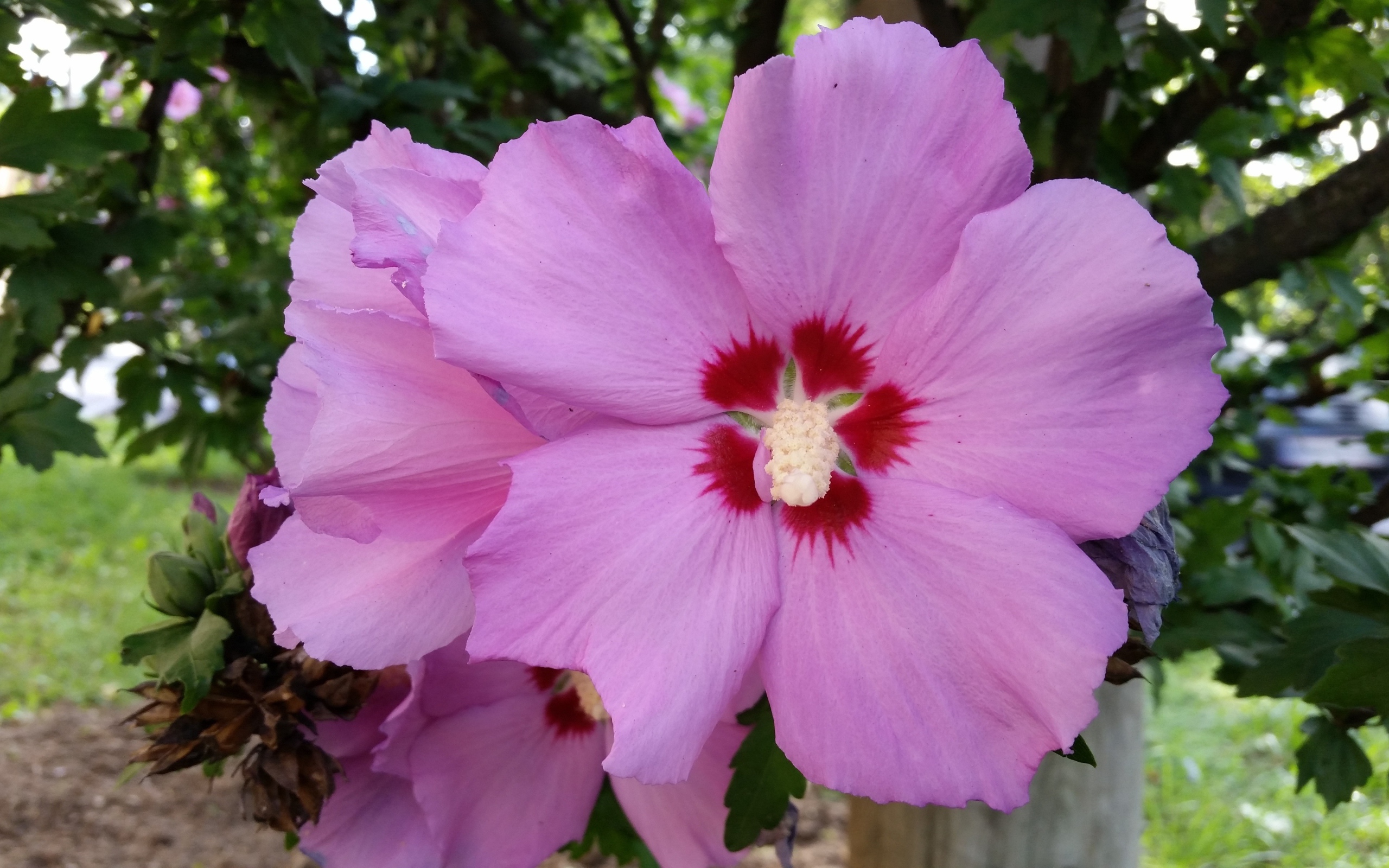 Розовые цветы гибискуса крупным планом