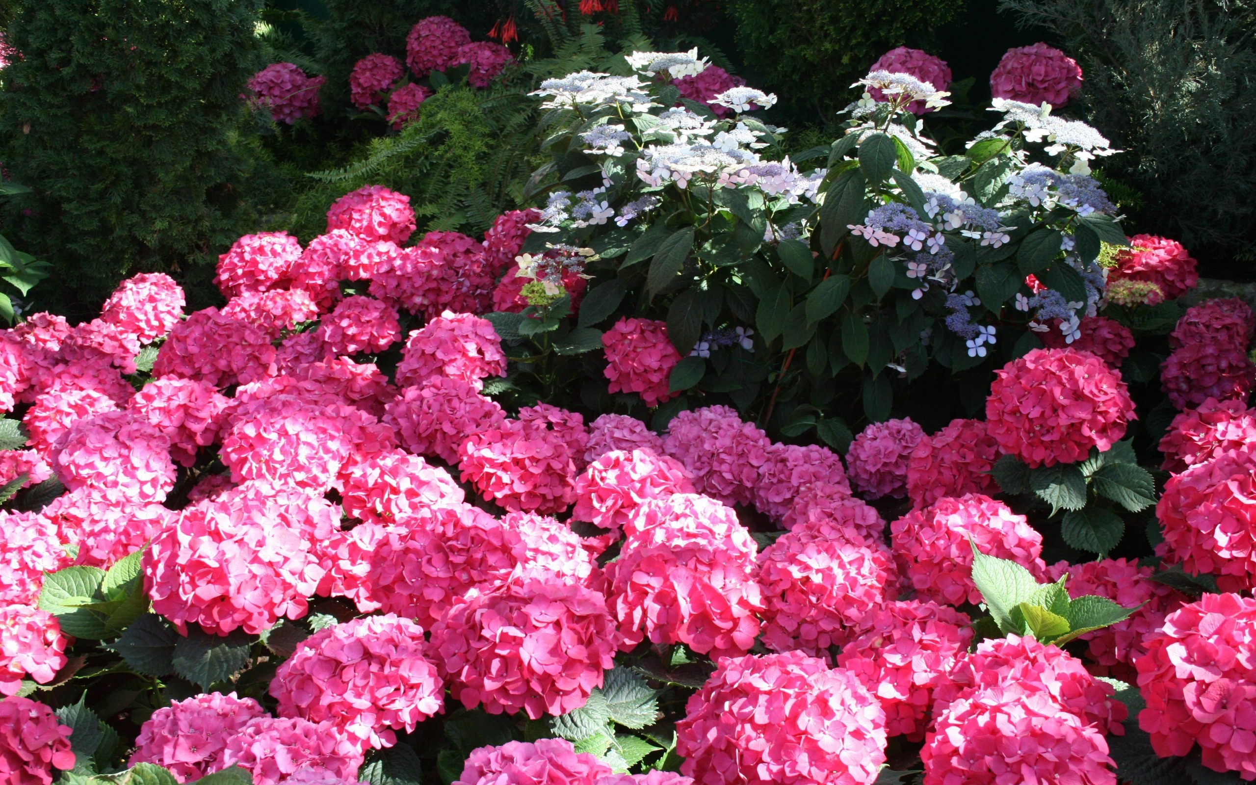 Розовые цветы гортензии в лучах солнца