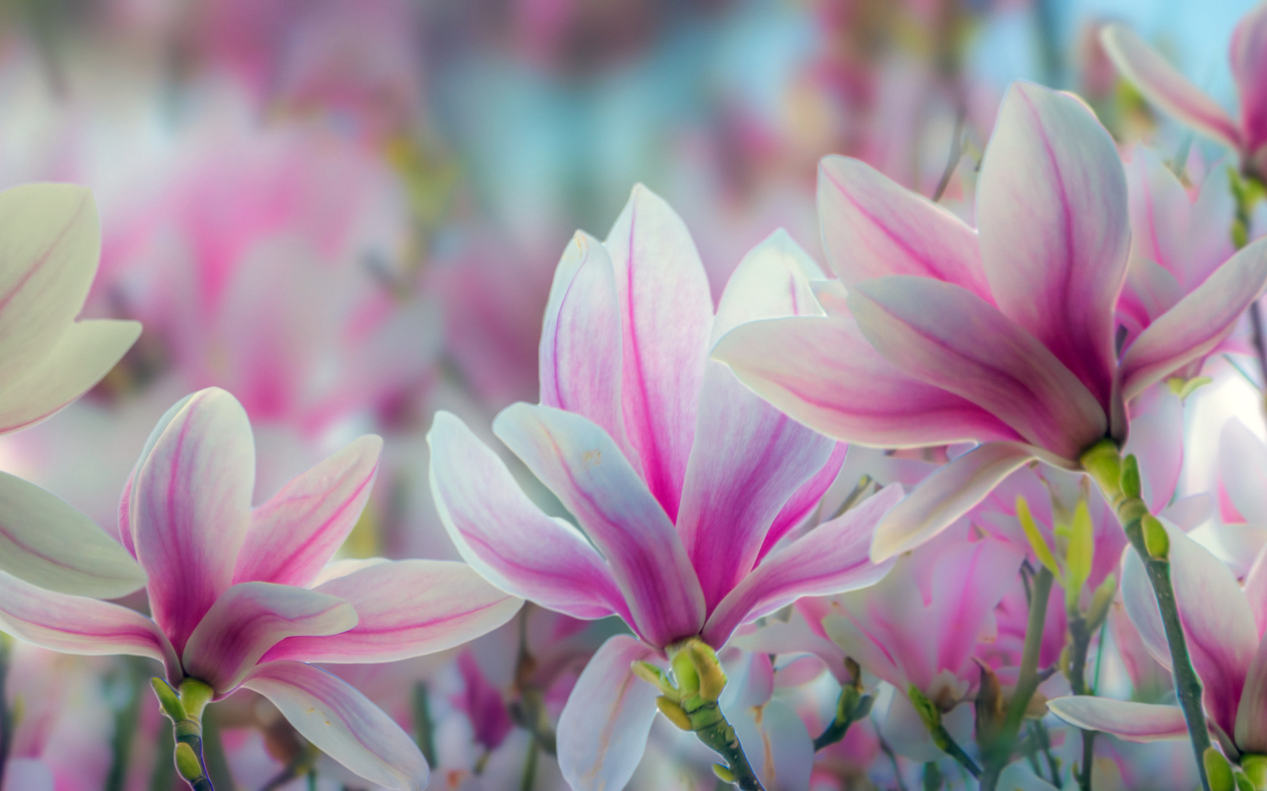 Розовые цветы магнолии крупным планом