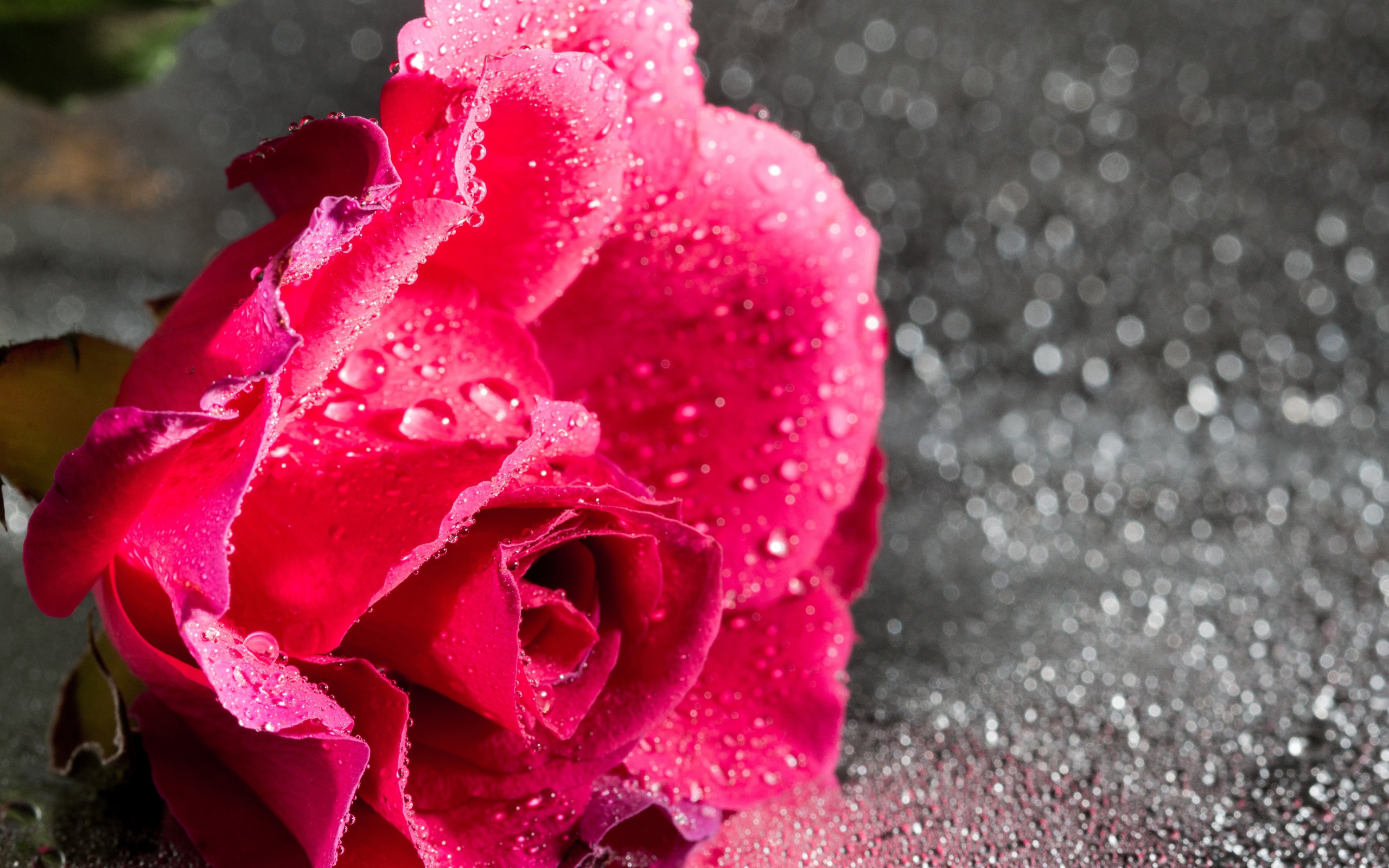 Розовая роза в каплях воды на сером фоне