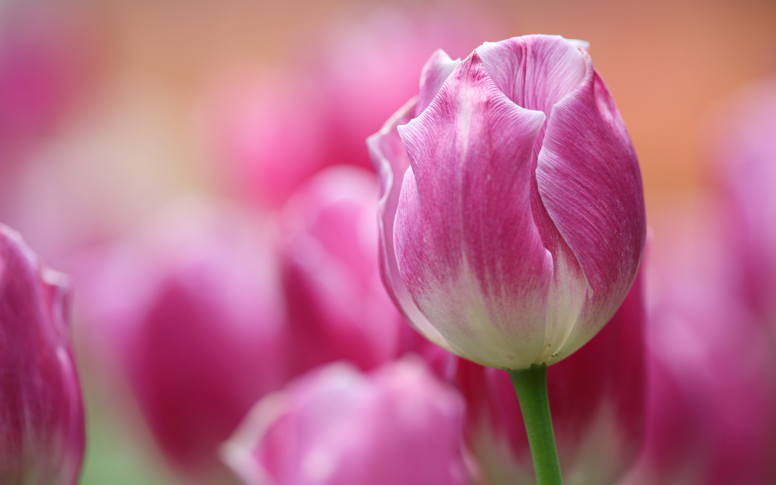 Розовый тюльпан крупным планом