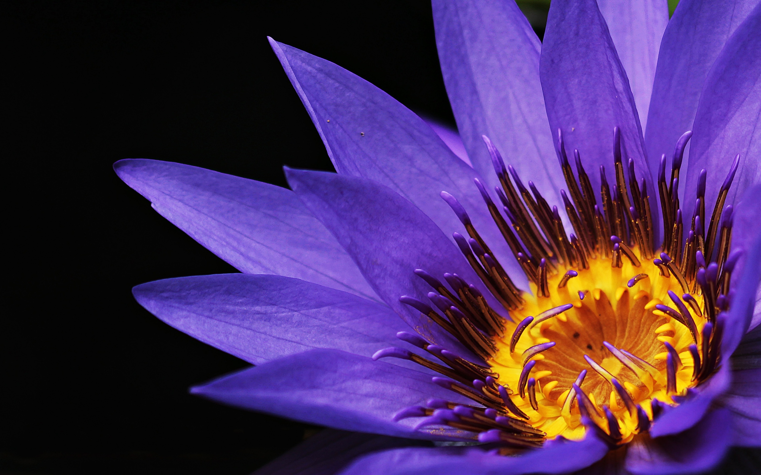 Фиолетовый цветок водяной лилии крупным планом на черном фоне