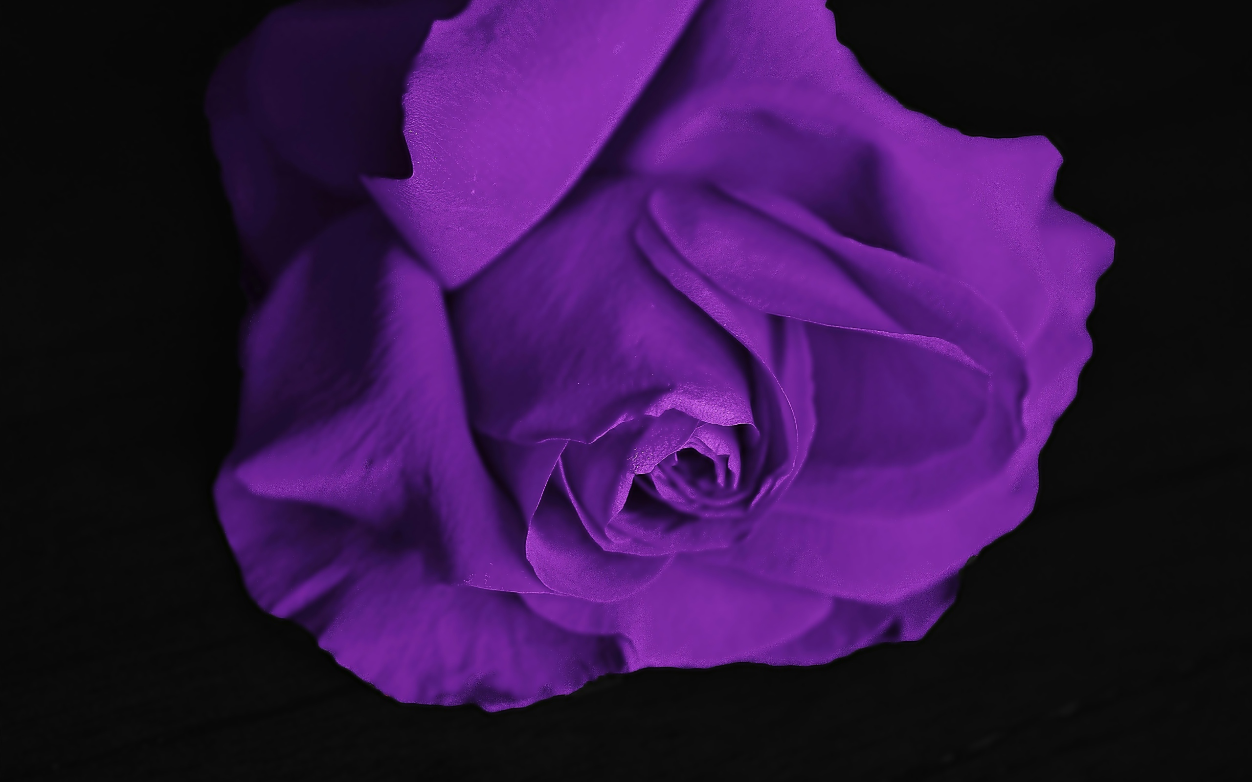 Фиолетовая роза на черном фоне крупным планом