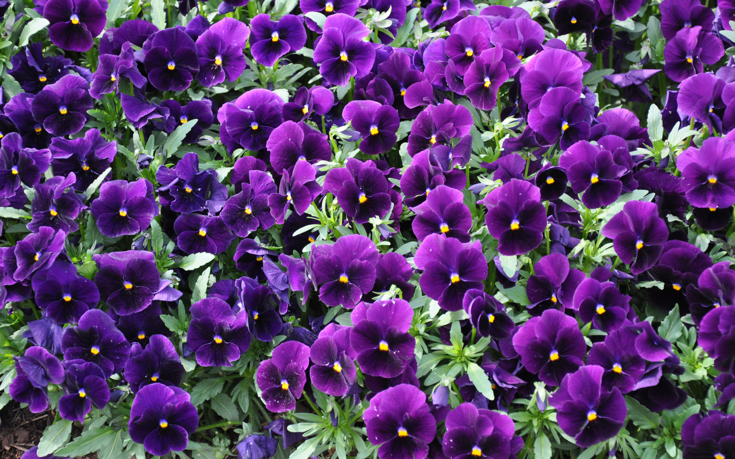 Фиолетовые маленькие цветы анютины глазки 