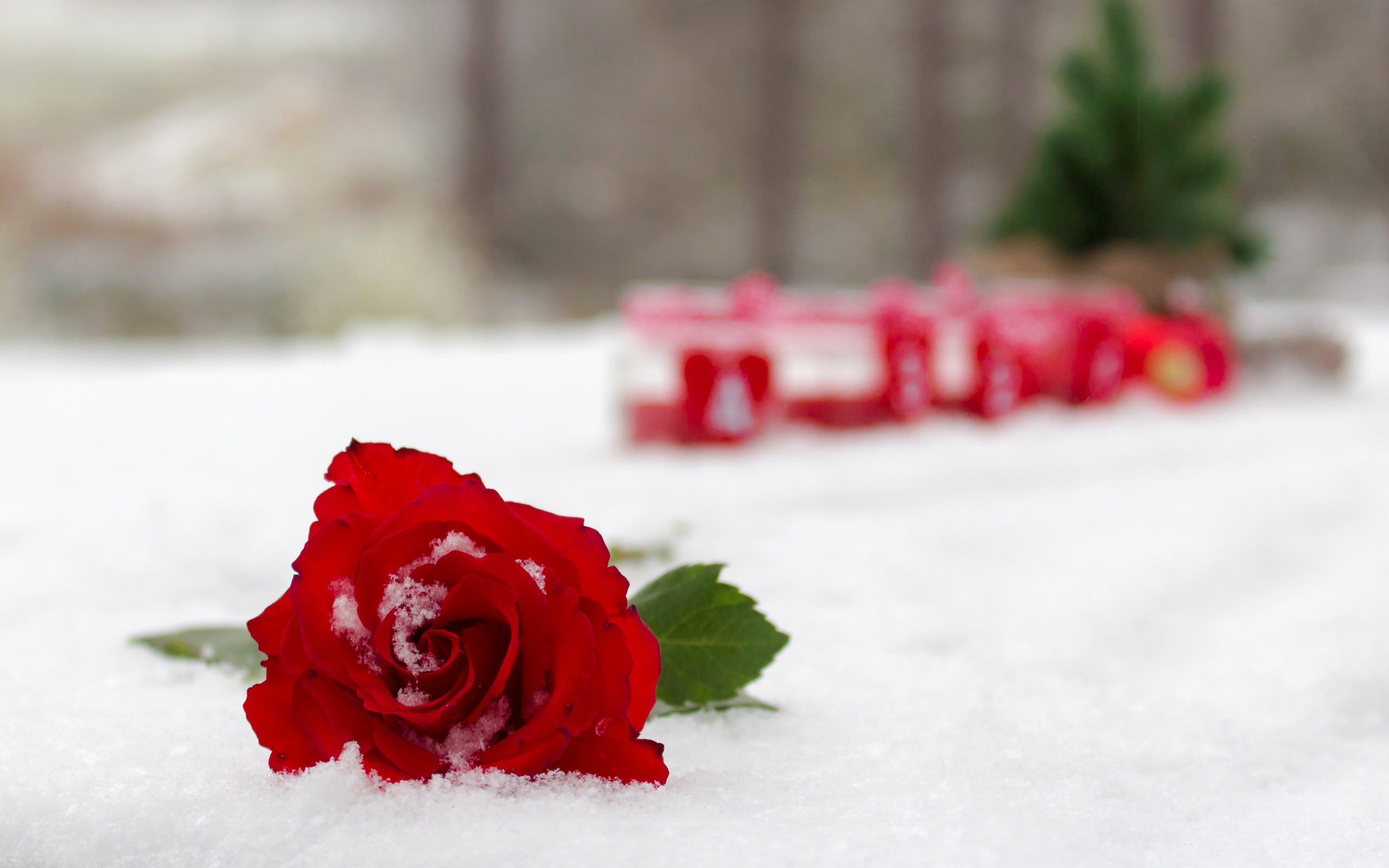 Красная красивая роза на снегу 