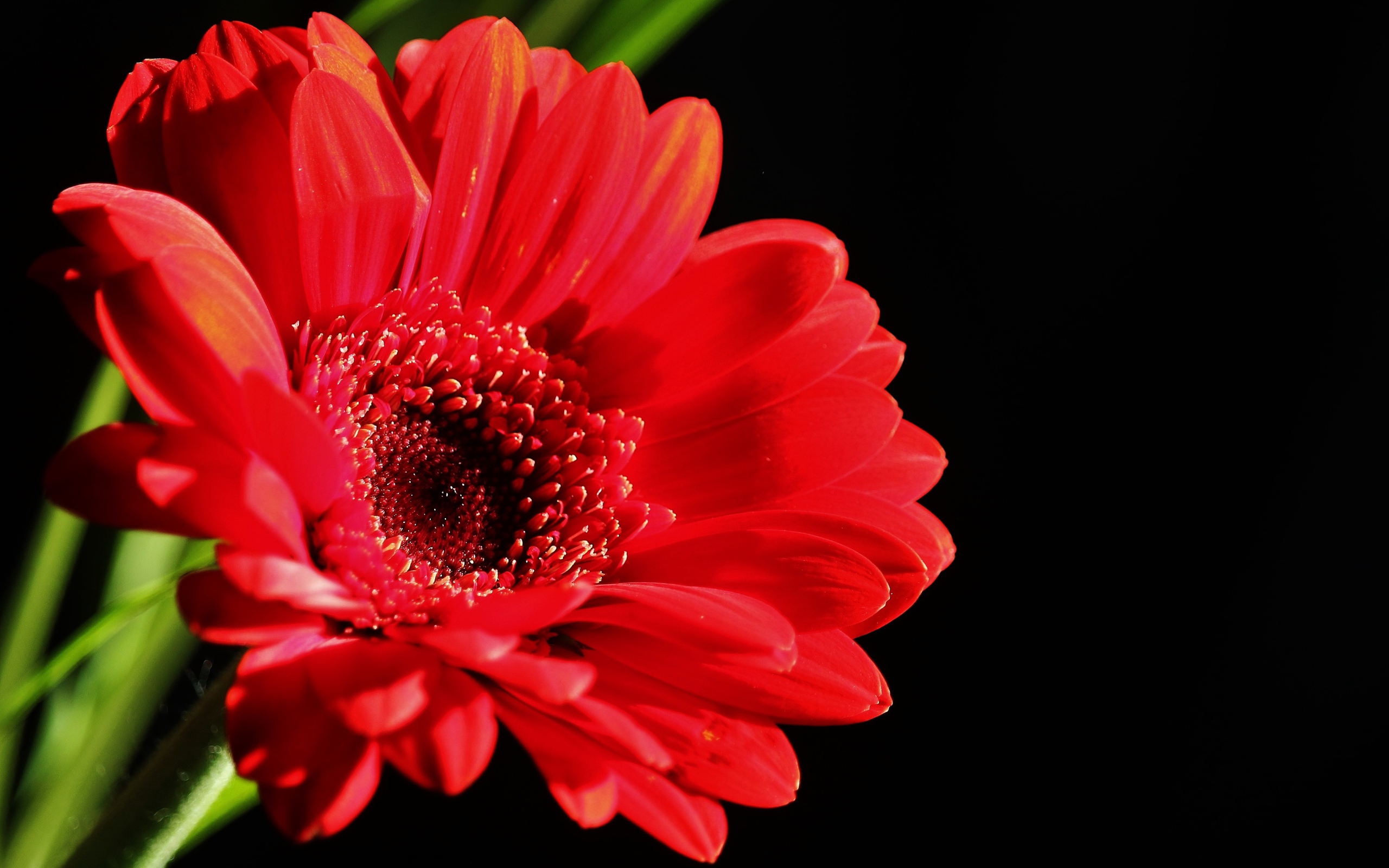 Красный цветок герберы на черном фоне крупным планом