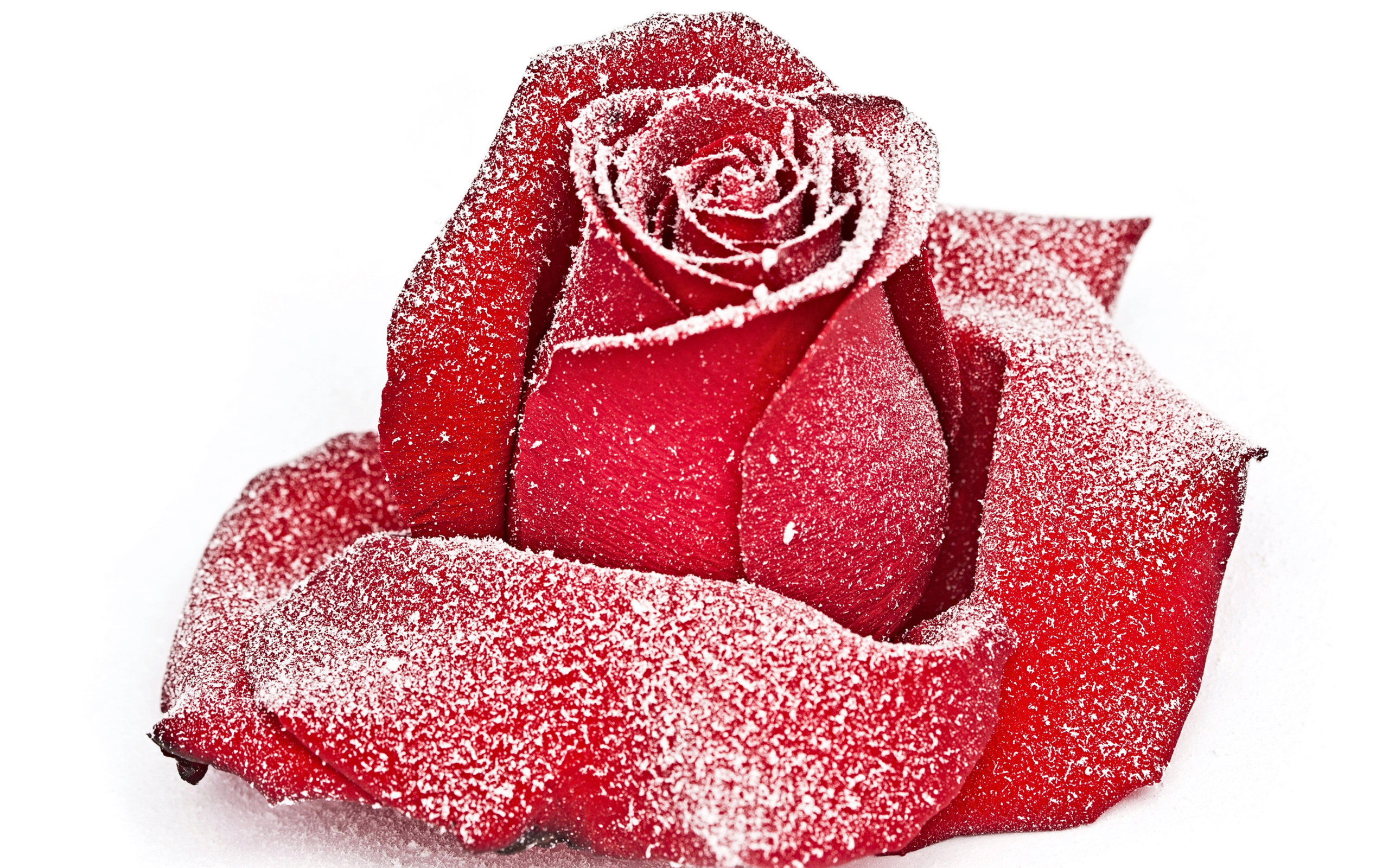 Сорванная красная роза в инее на снегу 