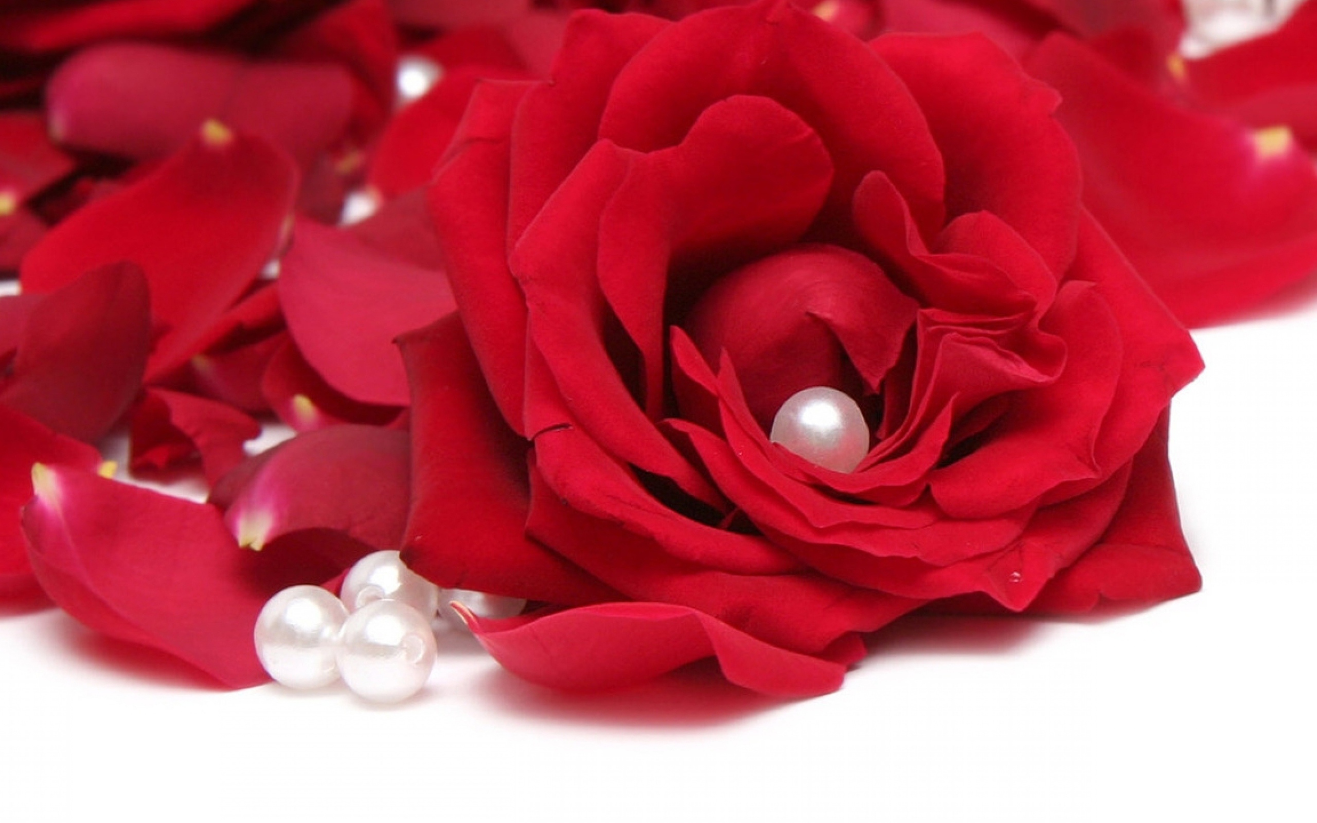Красная роза на белом фоне с лепестками и жемчужинами