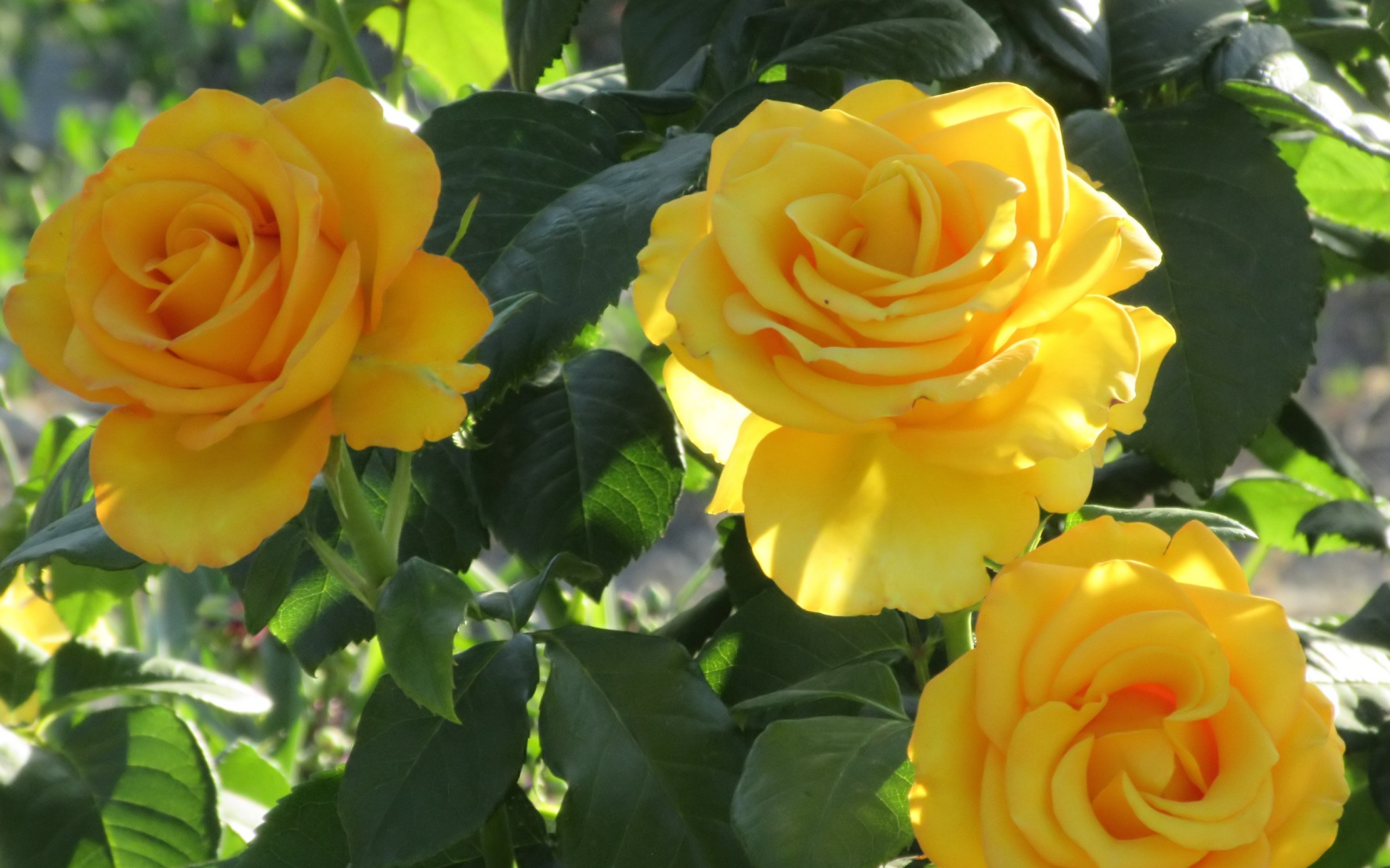 Три красивые нежные желтые розы на клумбе 