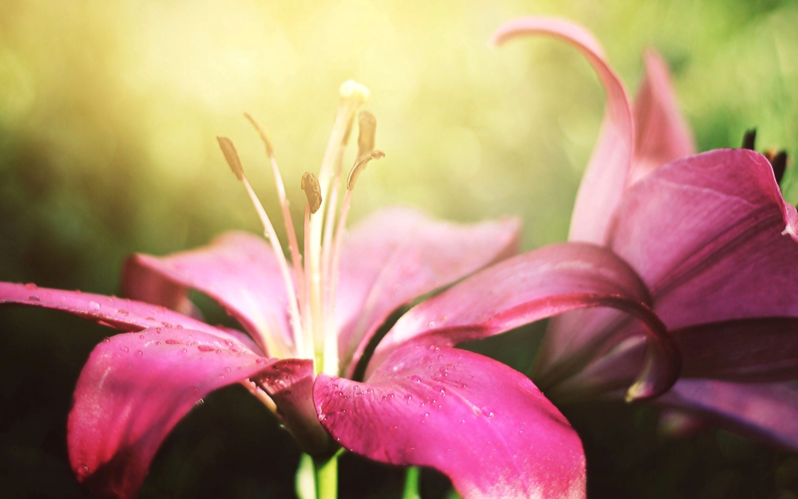 Две красивые розовые лилии 