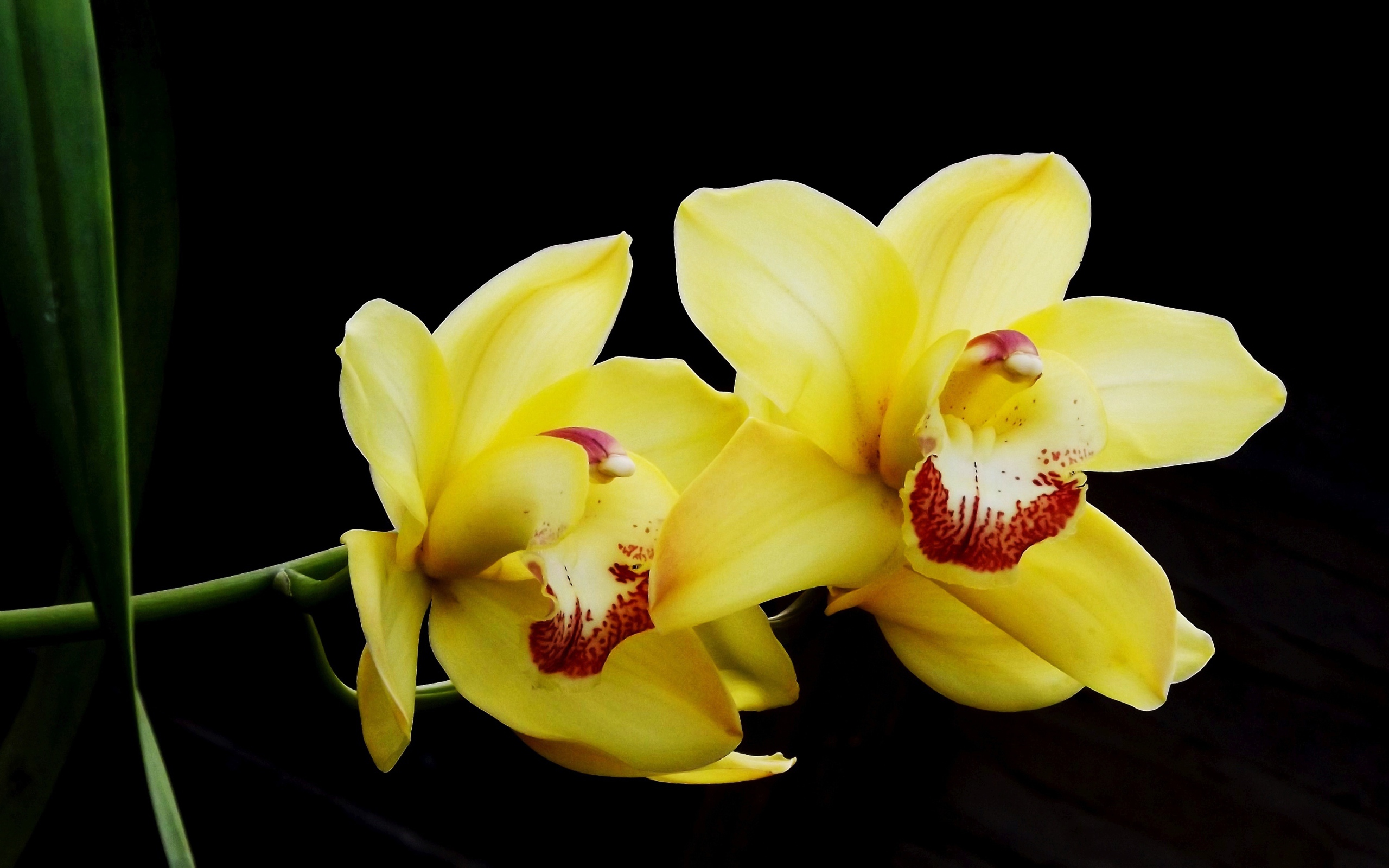 Два красивых желтых цветка орхидеи на черном фоне