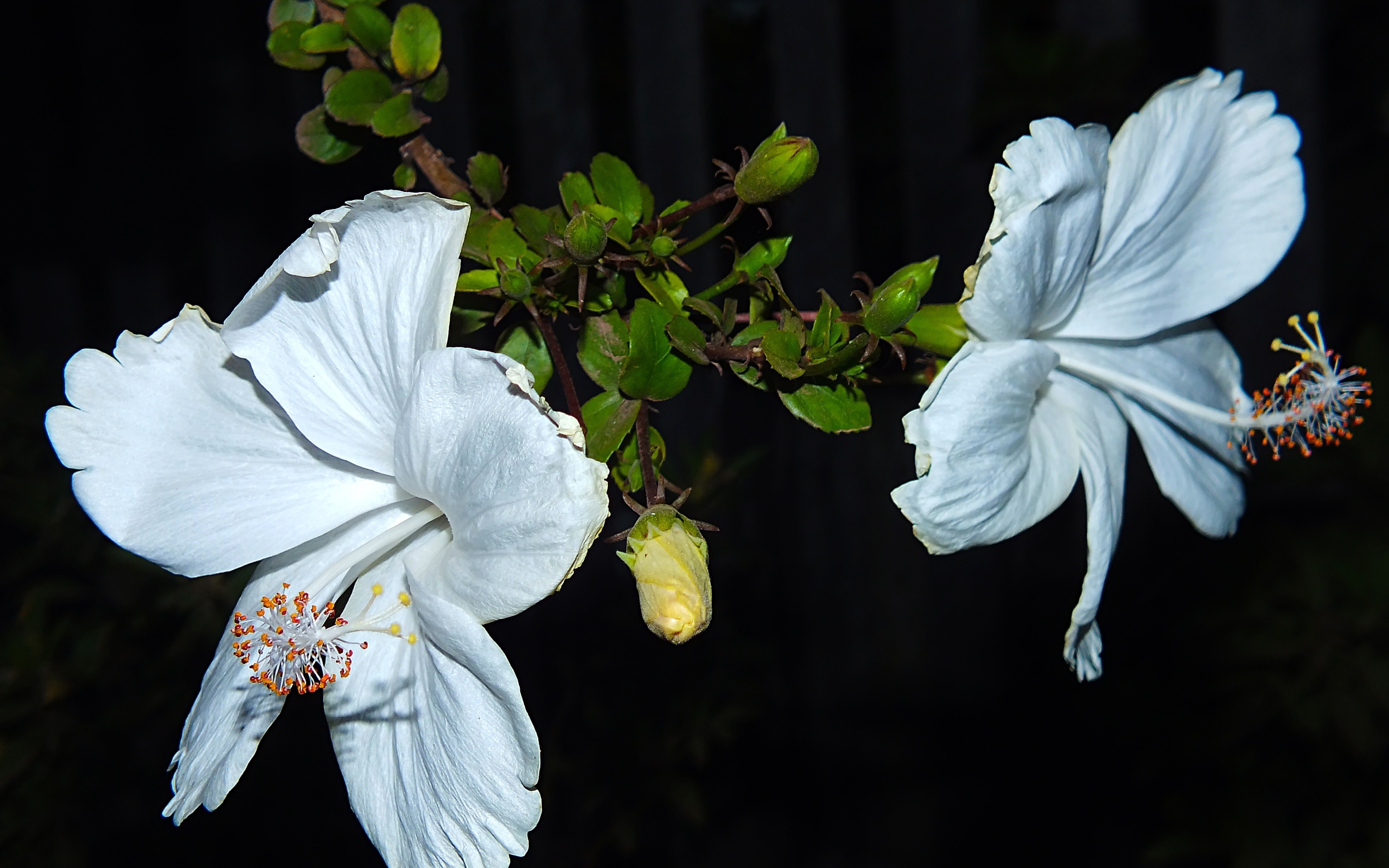 Два больших белых цветка гибискуса с бутонами