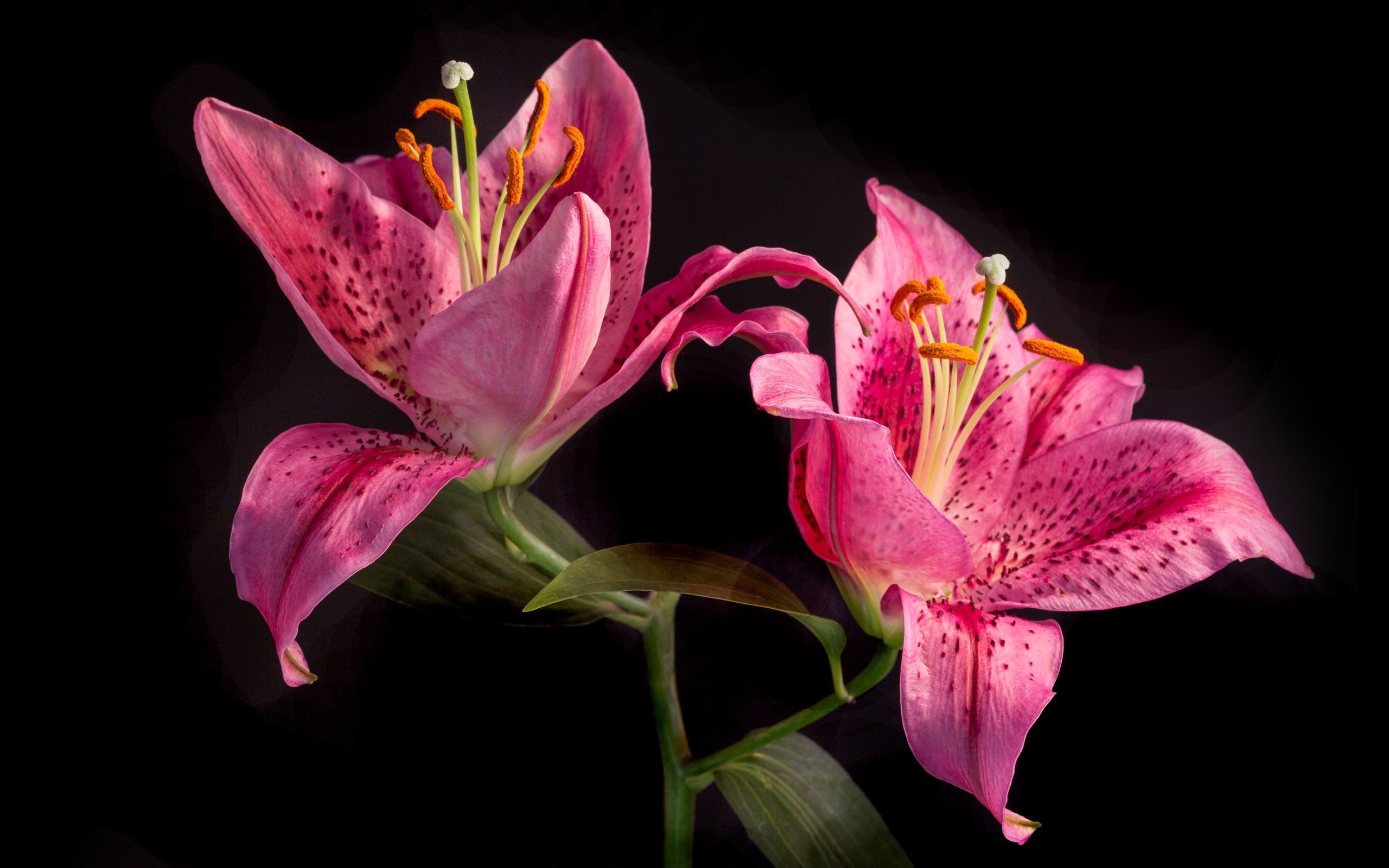 Две розовые тигровые лилии на черном фоне