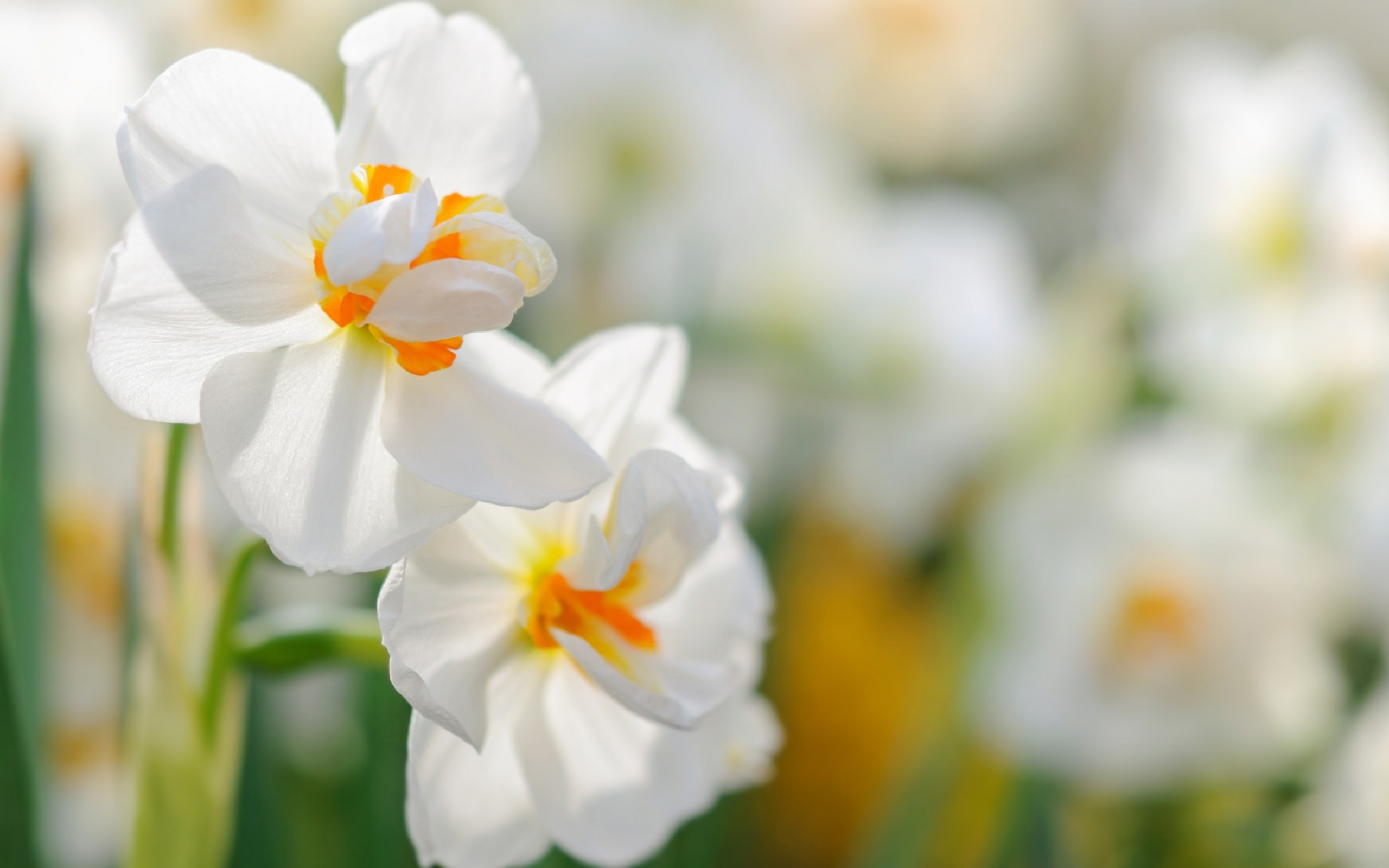 Два белых цветка нарцисса крупным планом