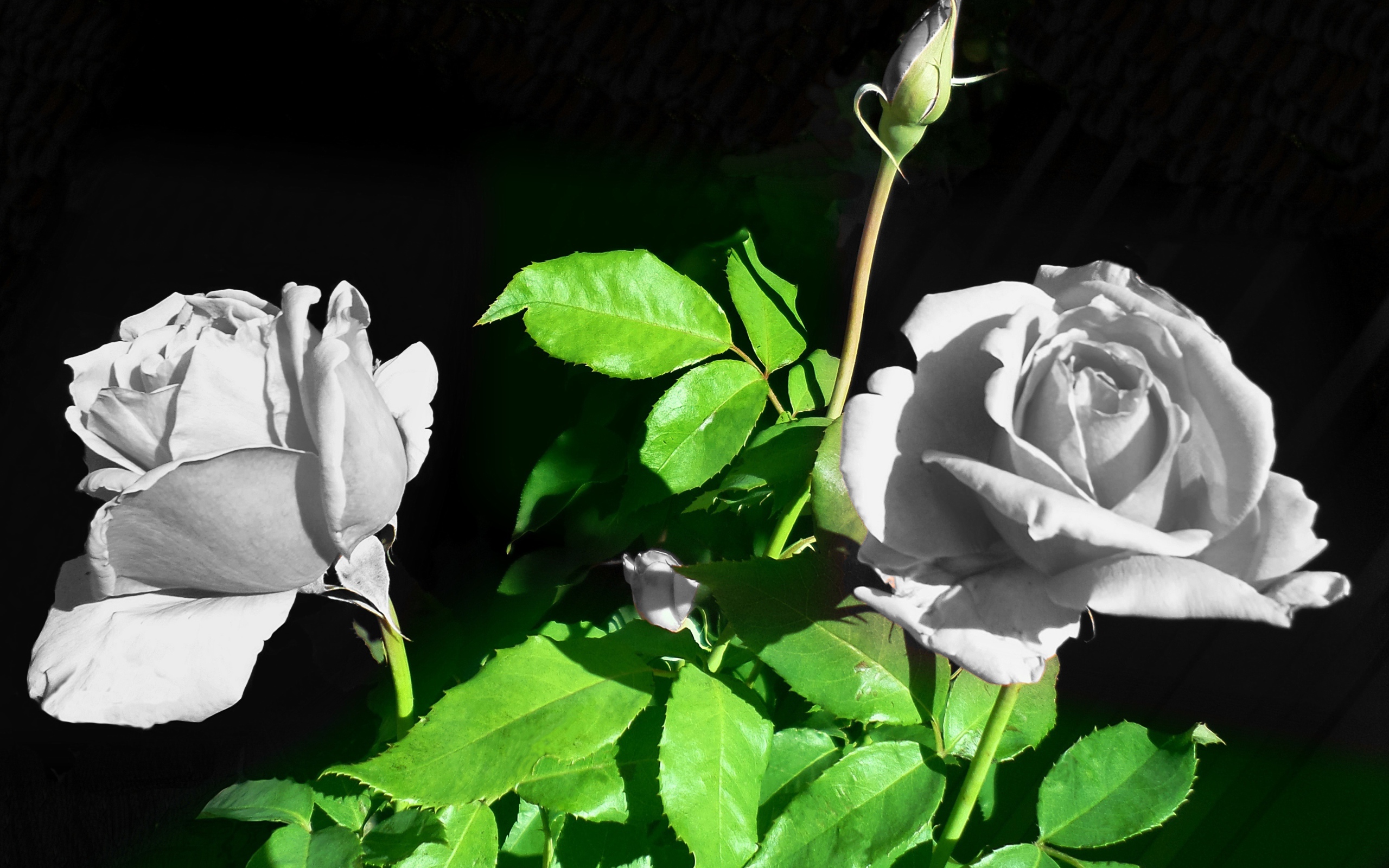 Две белые розы с бутонами в лучах солнца
