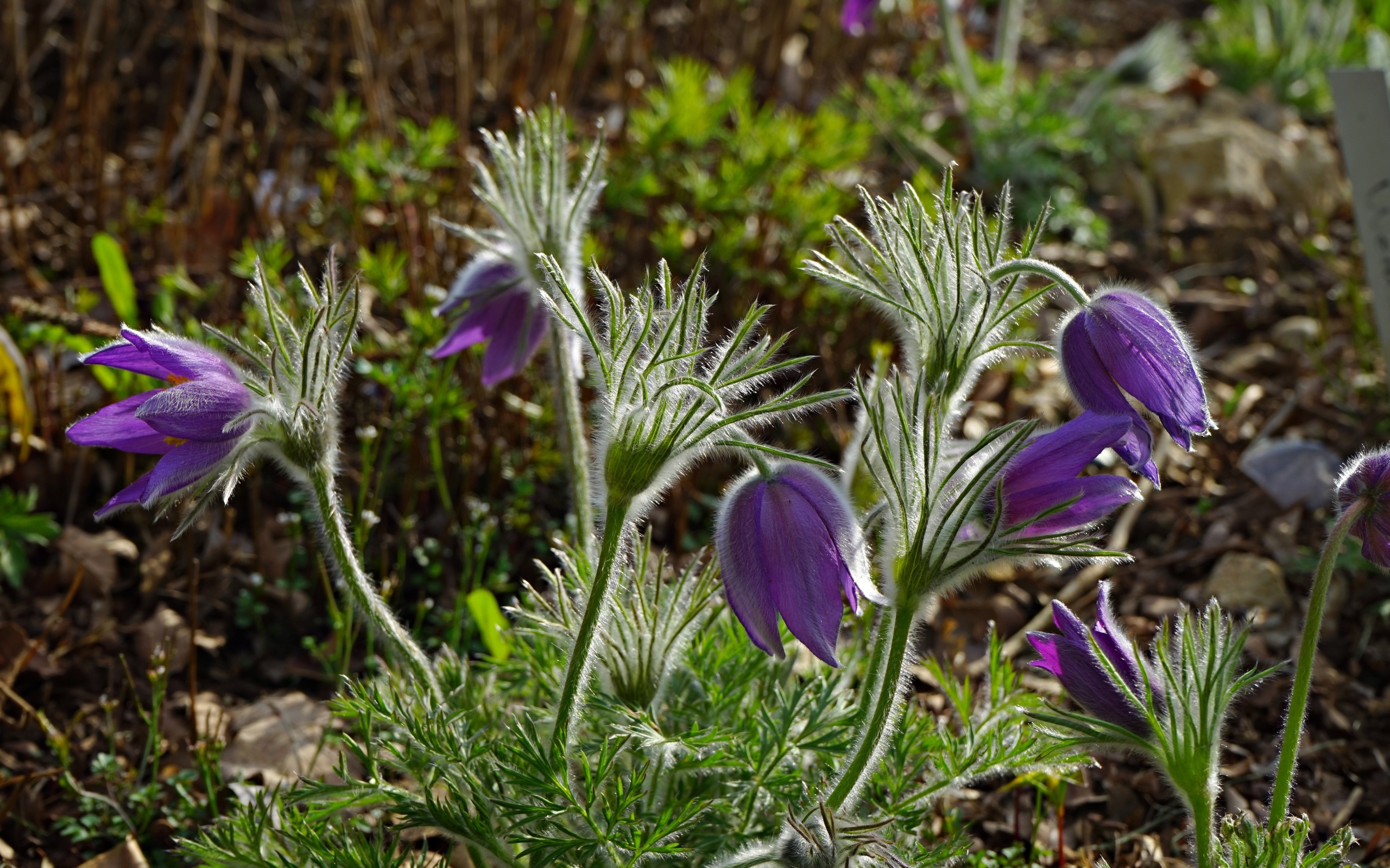 Фиолетовые весенние цветы прострел