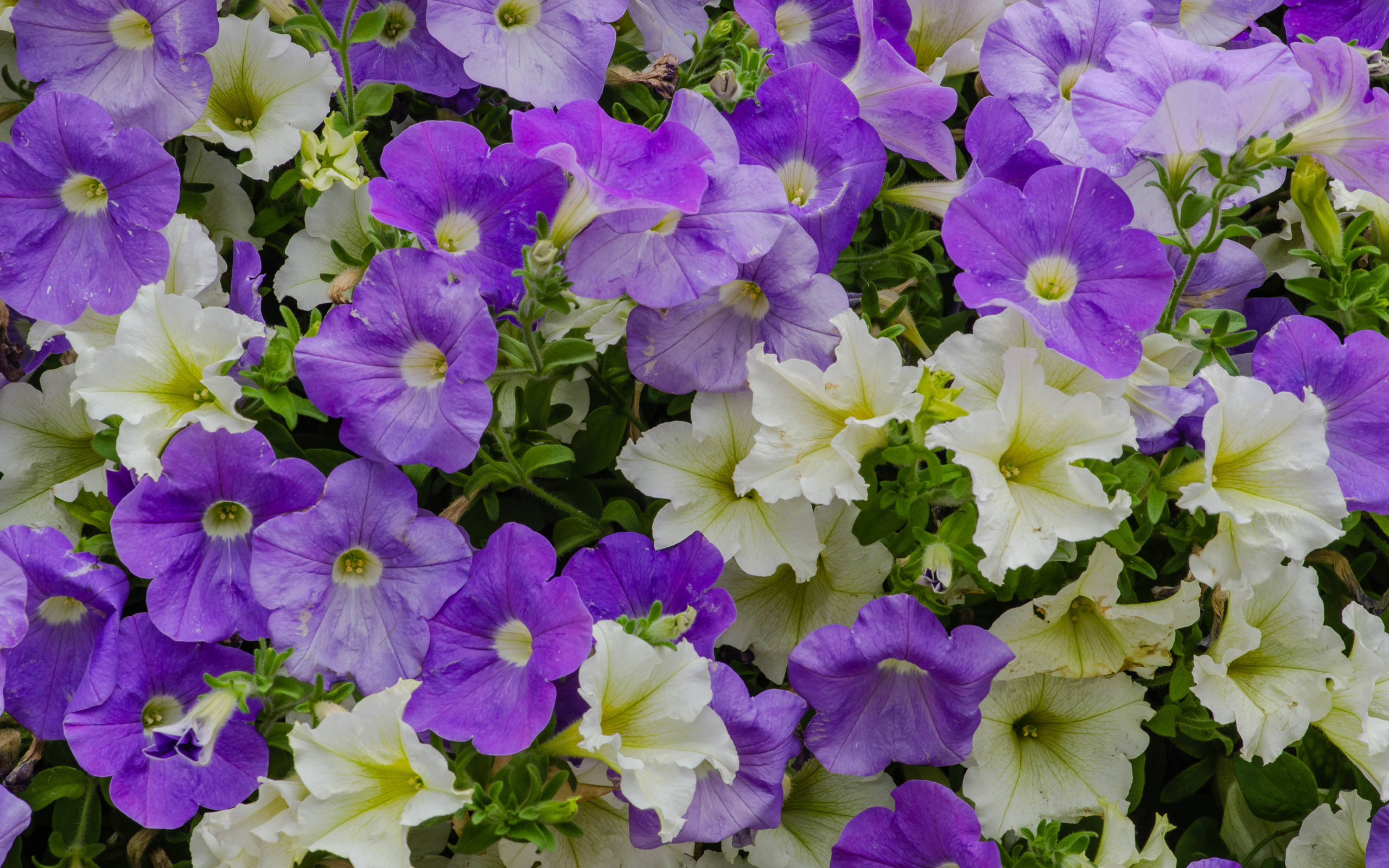 Белые и фиолетовые цветы петунии крупным планом