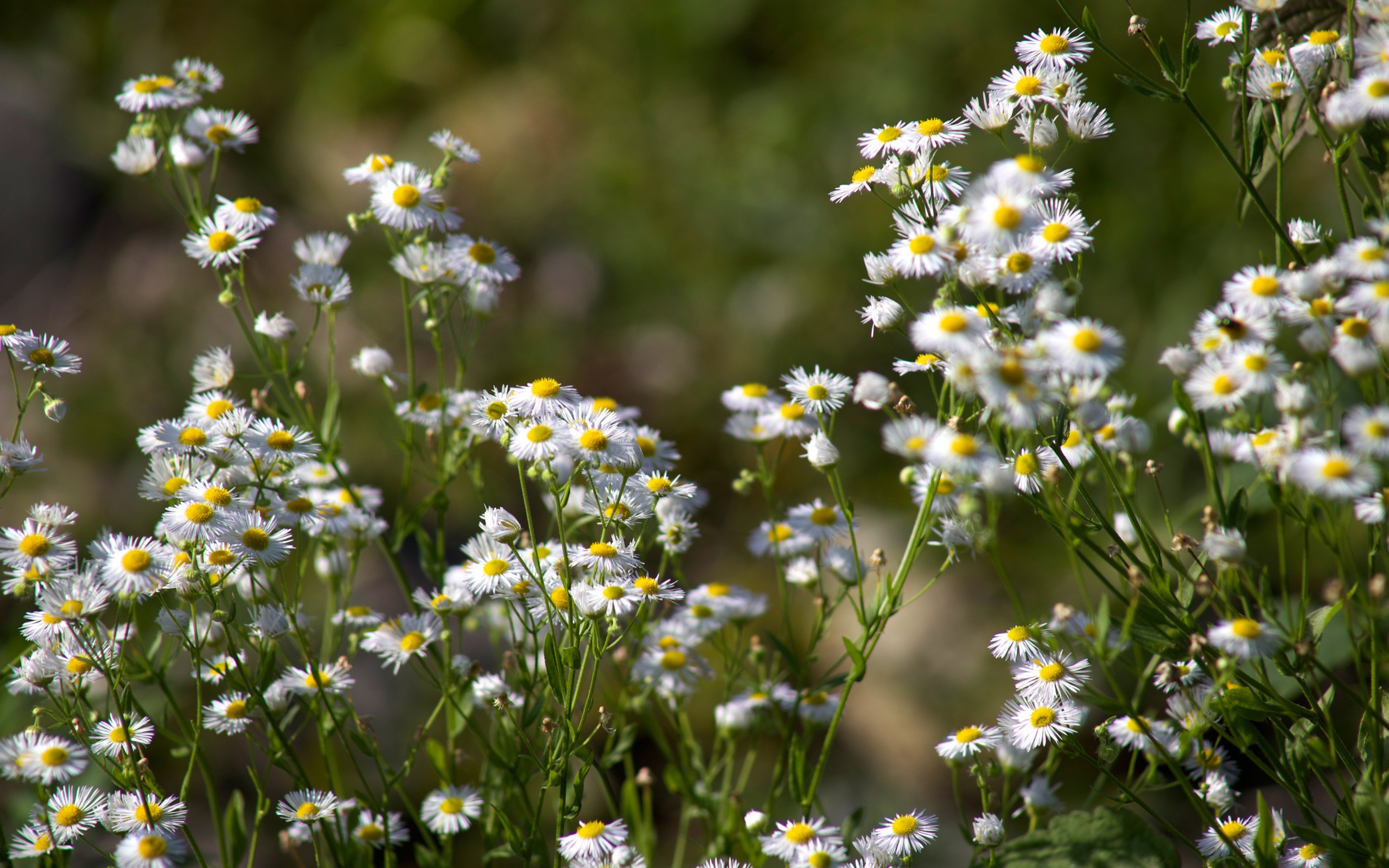 Белые мелкие ромашки крупным планом