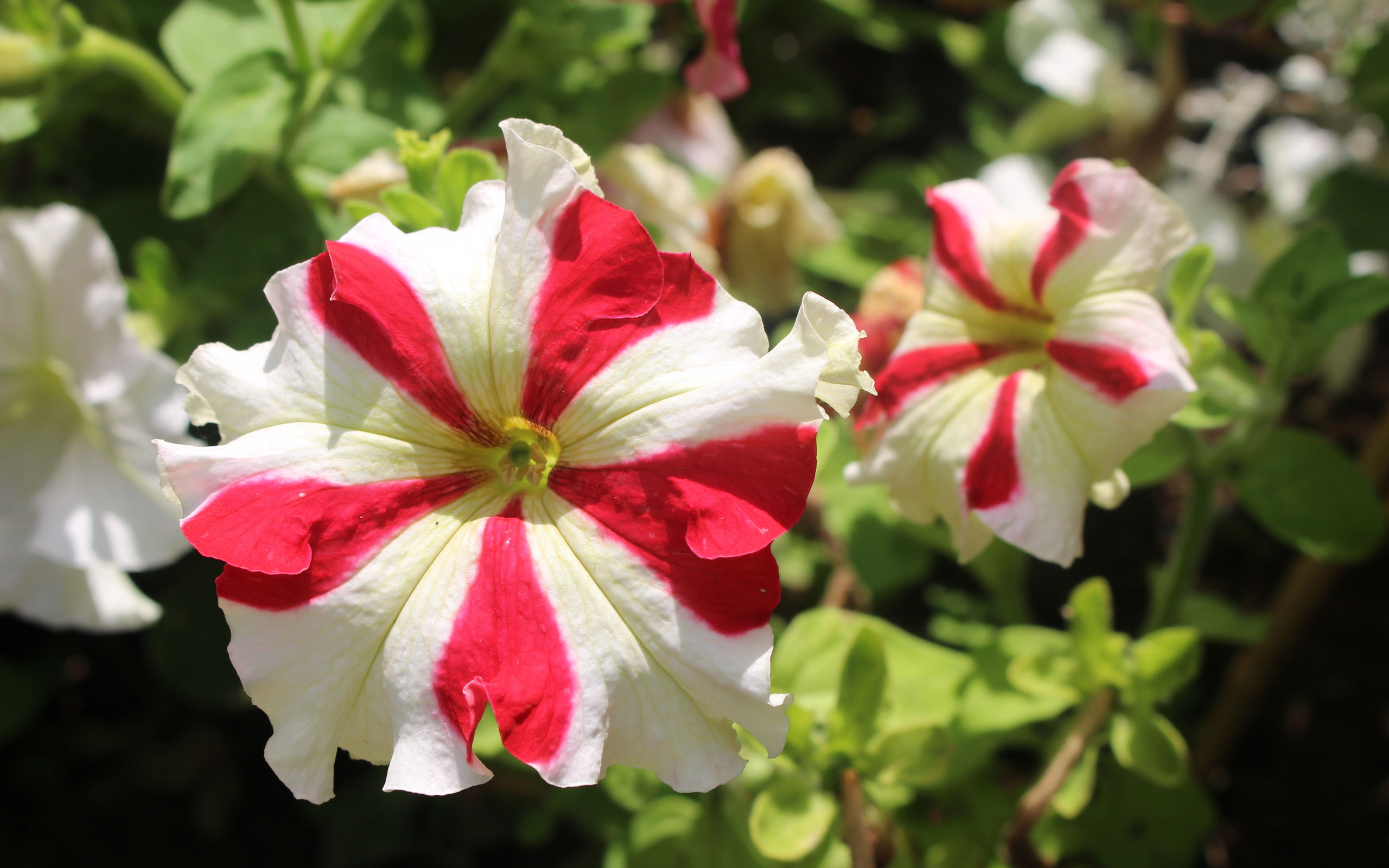 Белые с красными линиями цветы петунии 