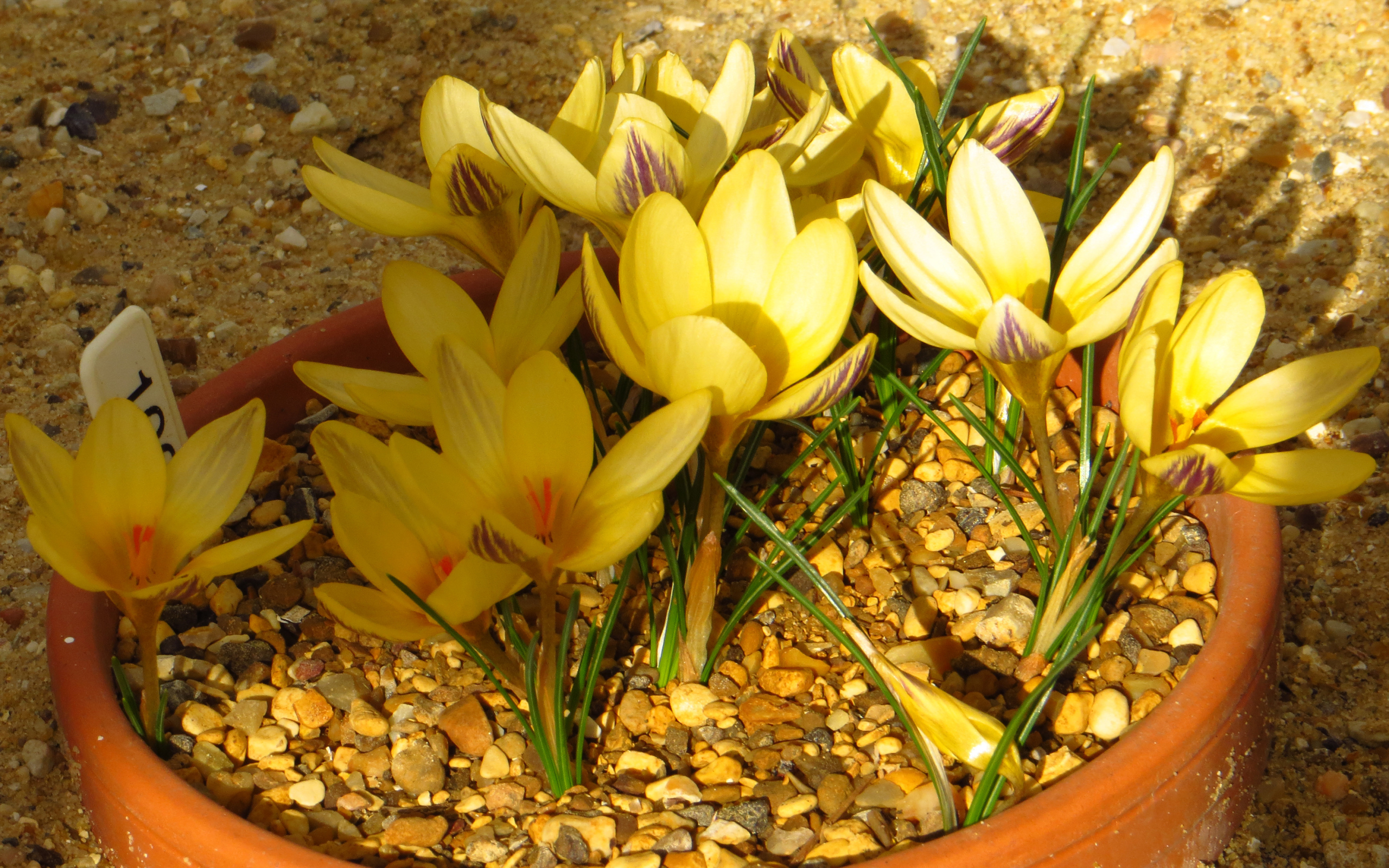 Желтые крокусы на декоративной клумбе