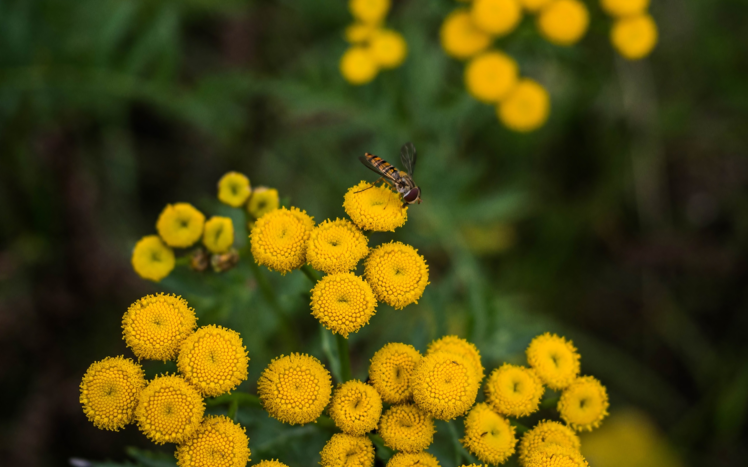 Желтые цветы пижмы крупным планом