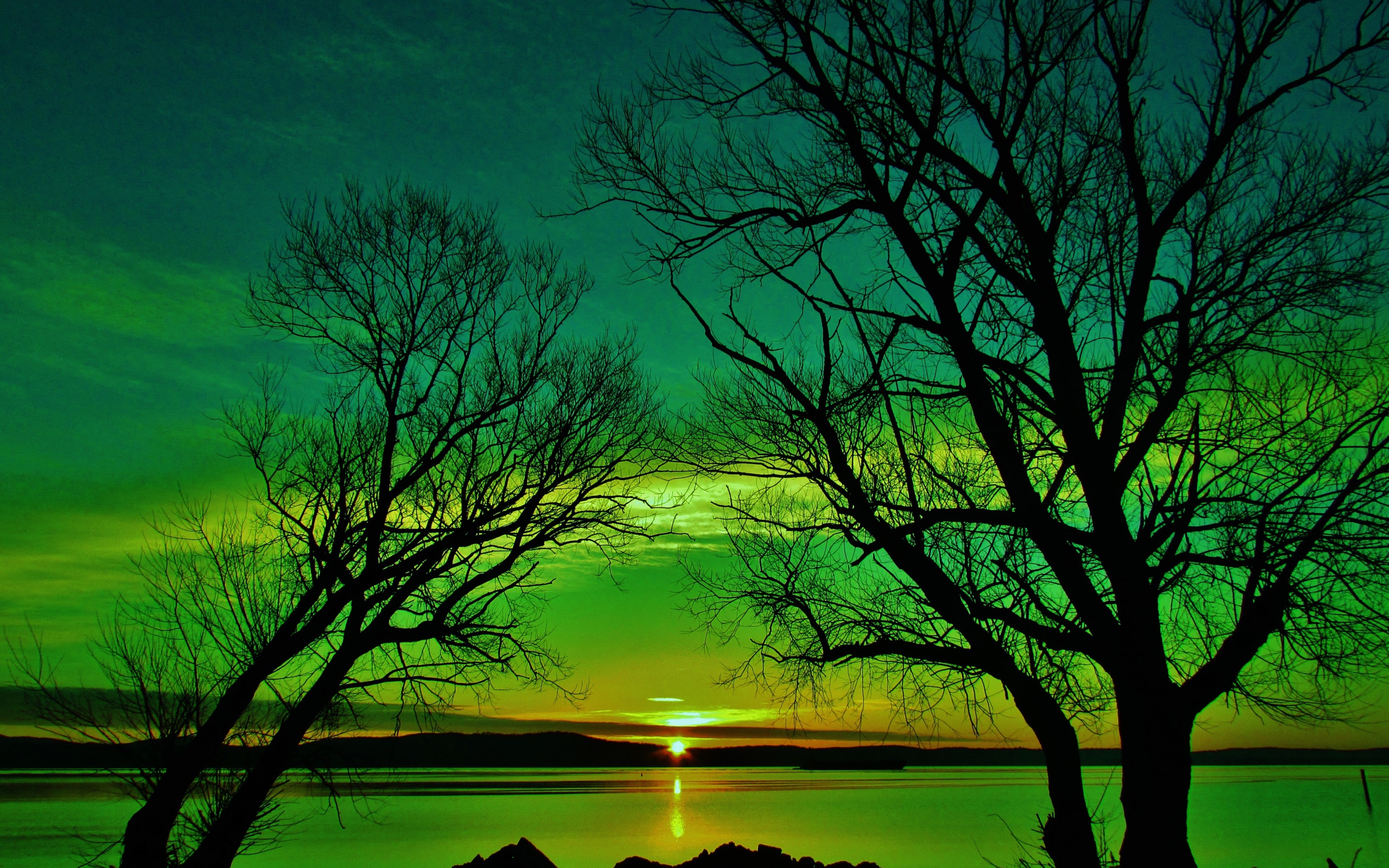 Силуэты деревьев на закате солнца