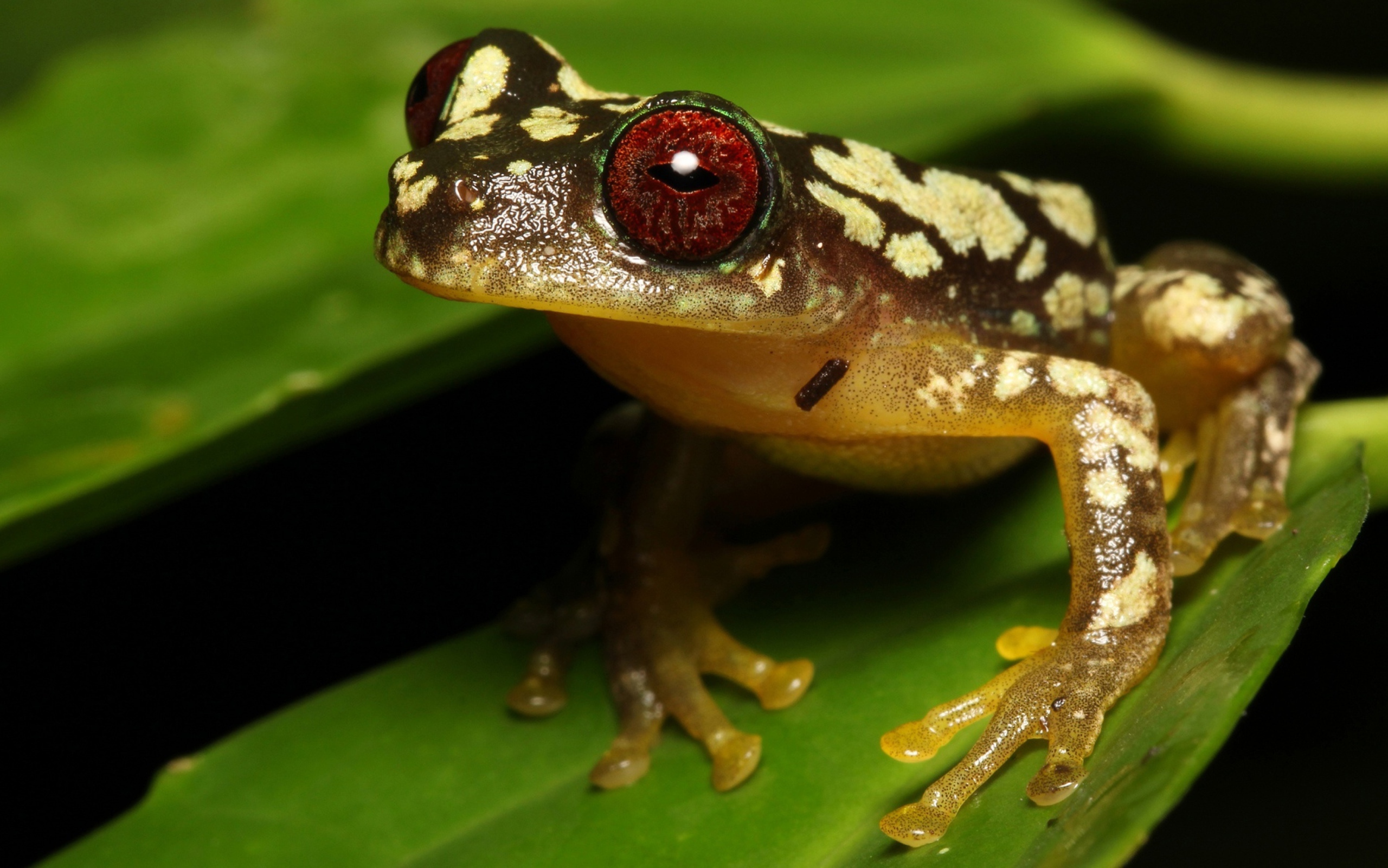 Большая лягушка с красными глазами на зеленом листе