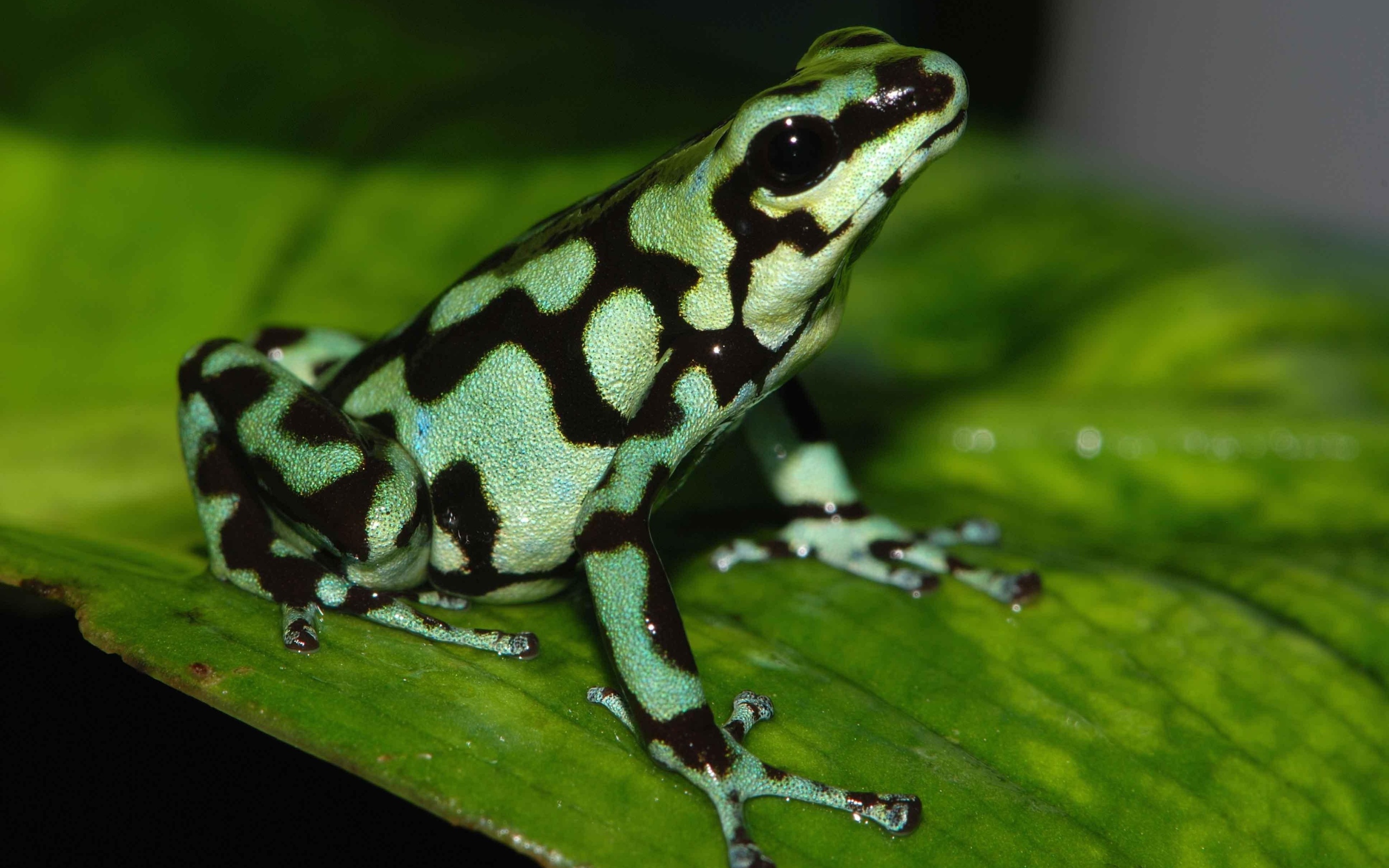 Черно зеленая ядовитая лягушка сидит на зеленом листе