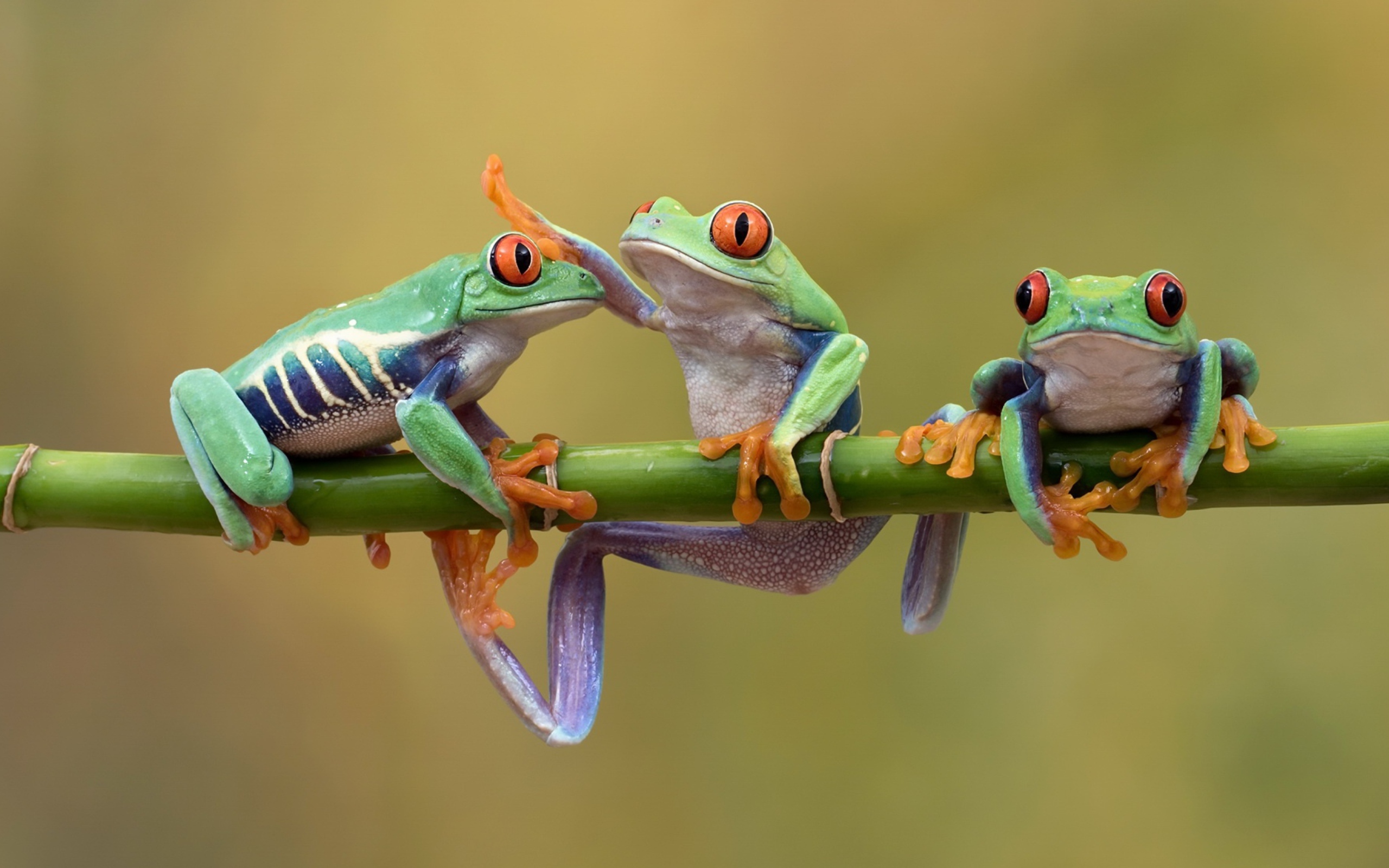 Три красноглазых квакши на ветке 