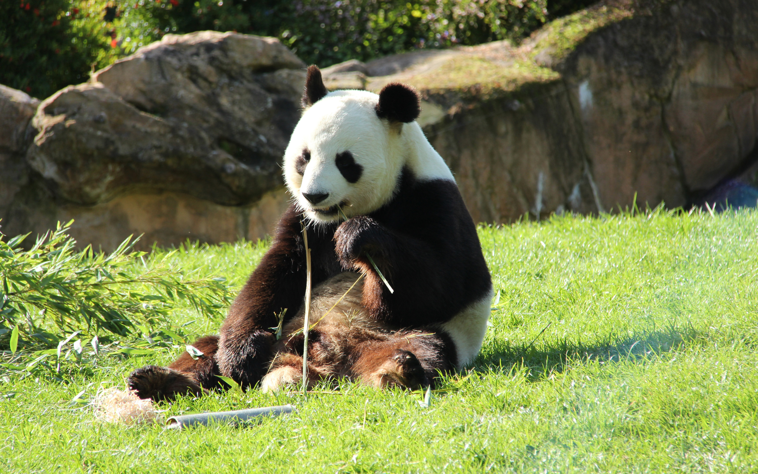 Большая панда грызет бамбук на зеленой траве