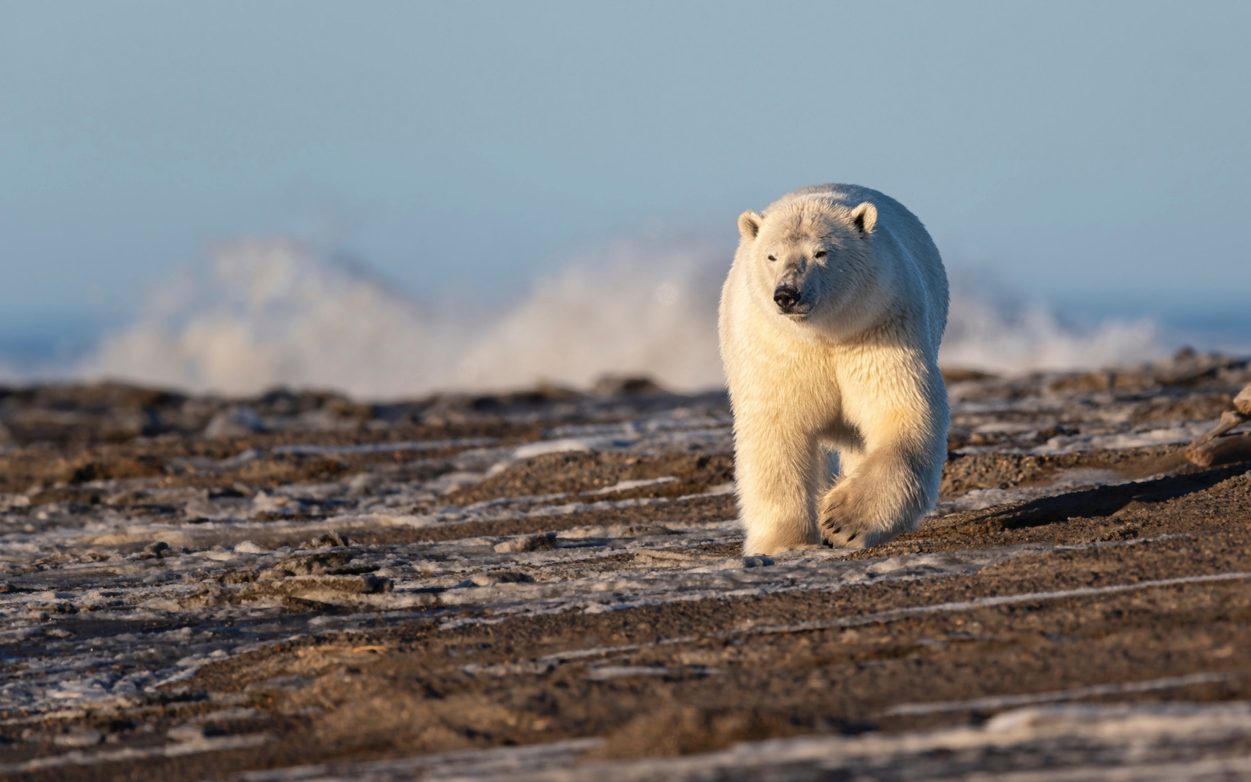 Большой белый медведь идет по песку