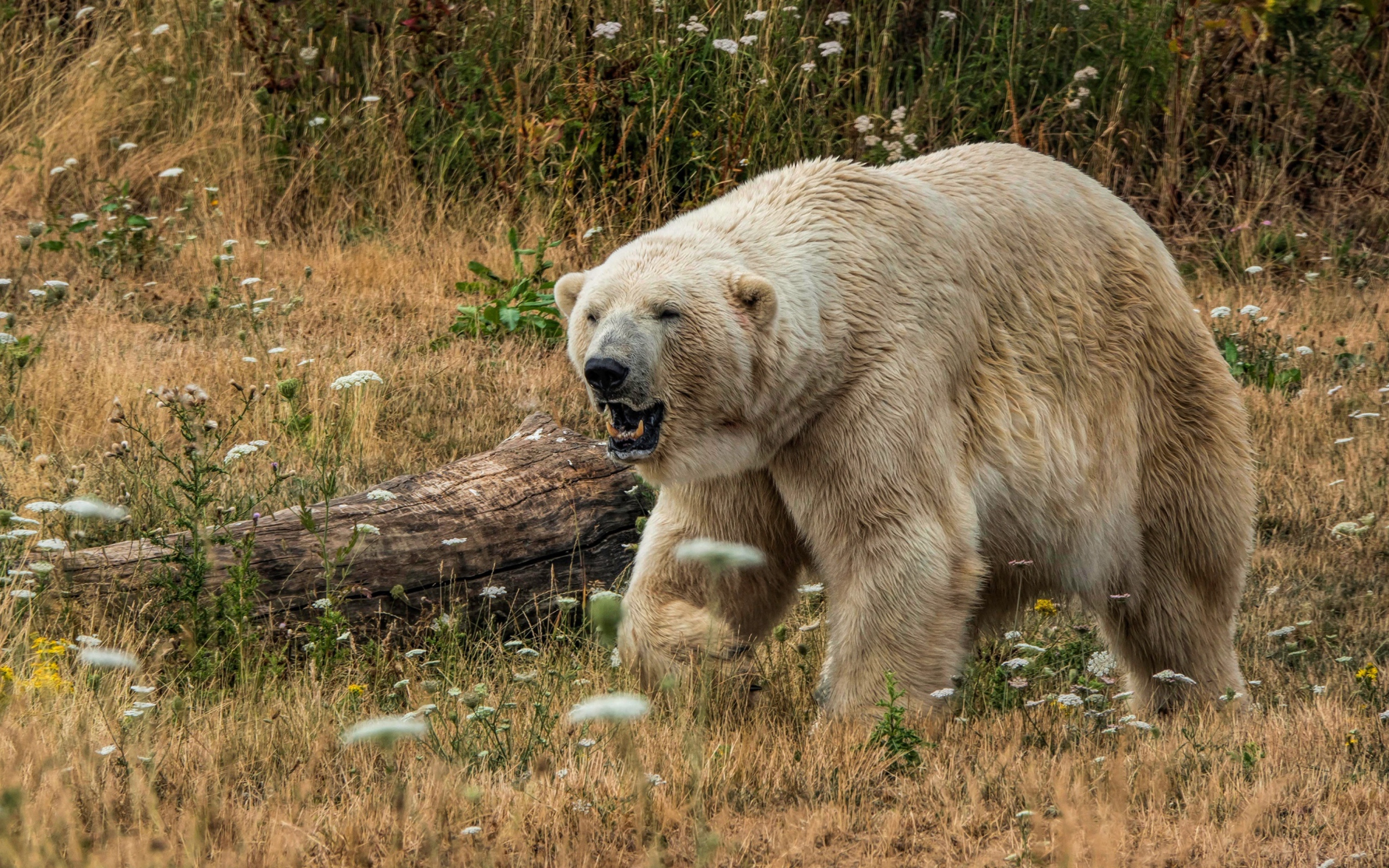 Грозный белый медведь с острыми клыками на траве