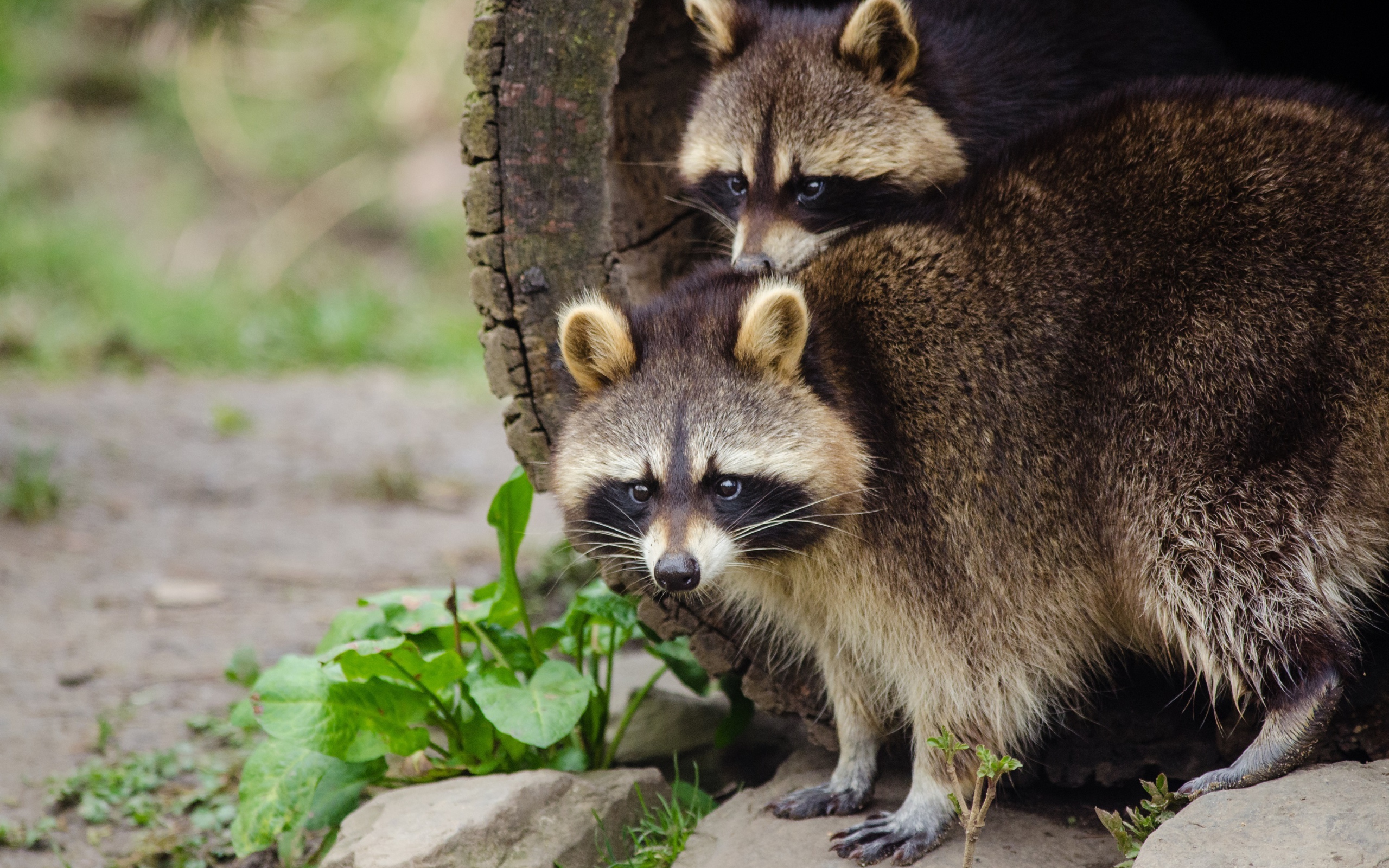 Два забавных енота вылазят из дерева 