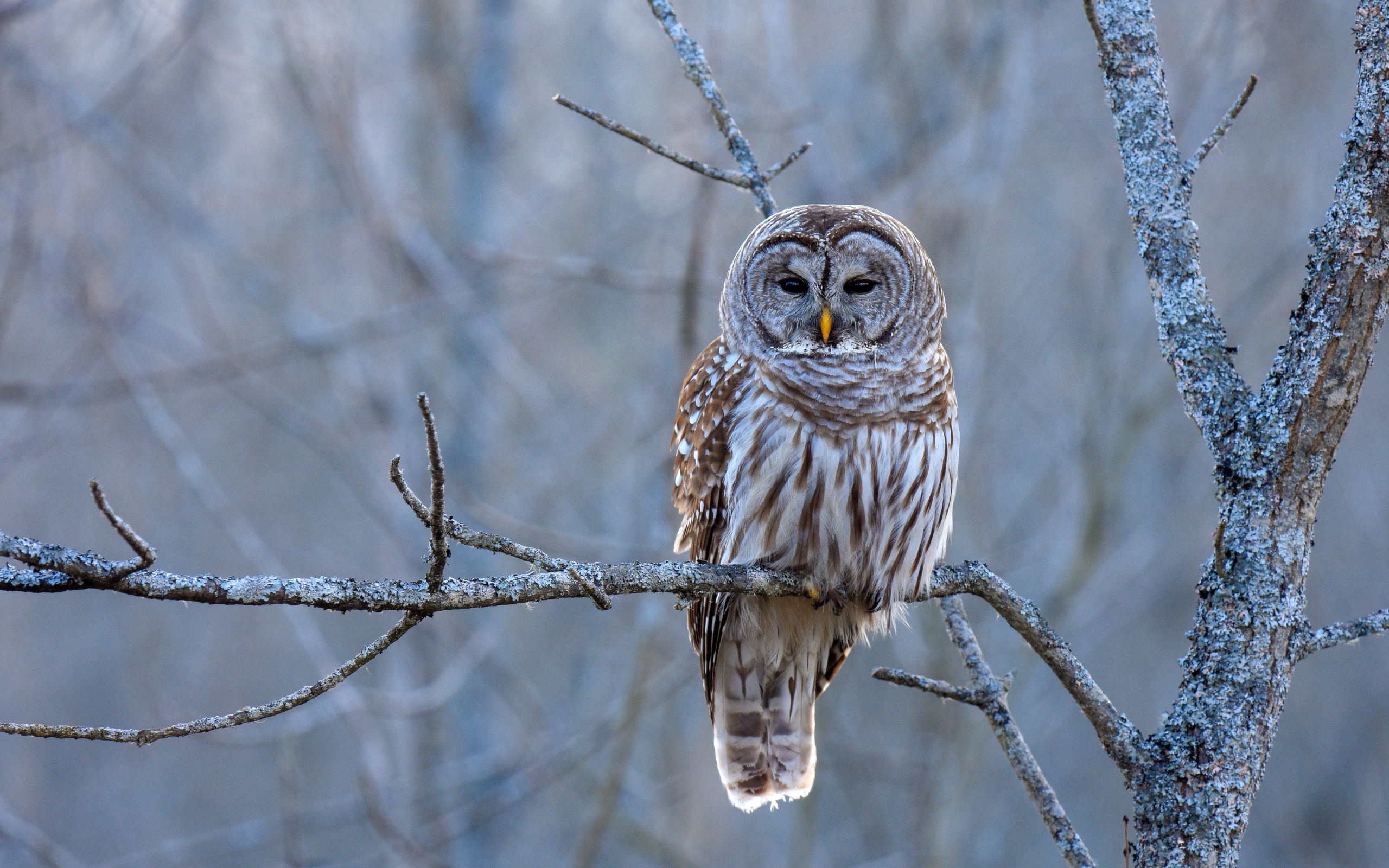 Большая коричневая сова сидит на ветке