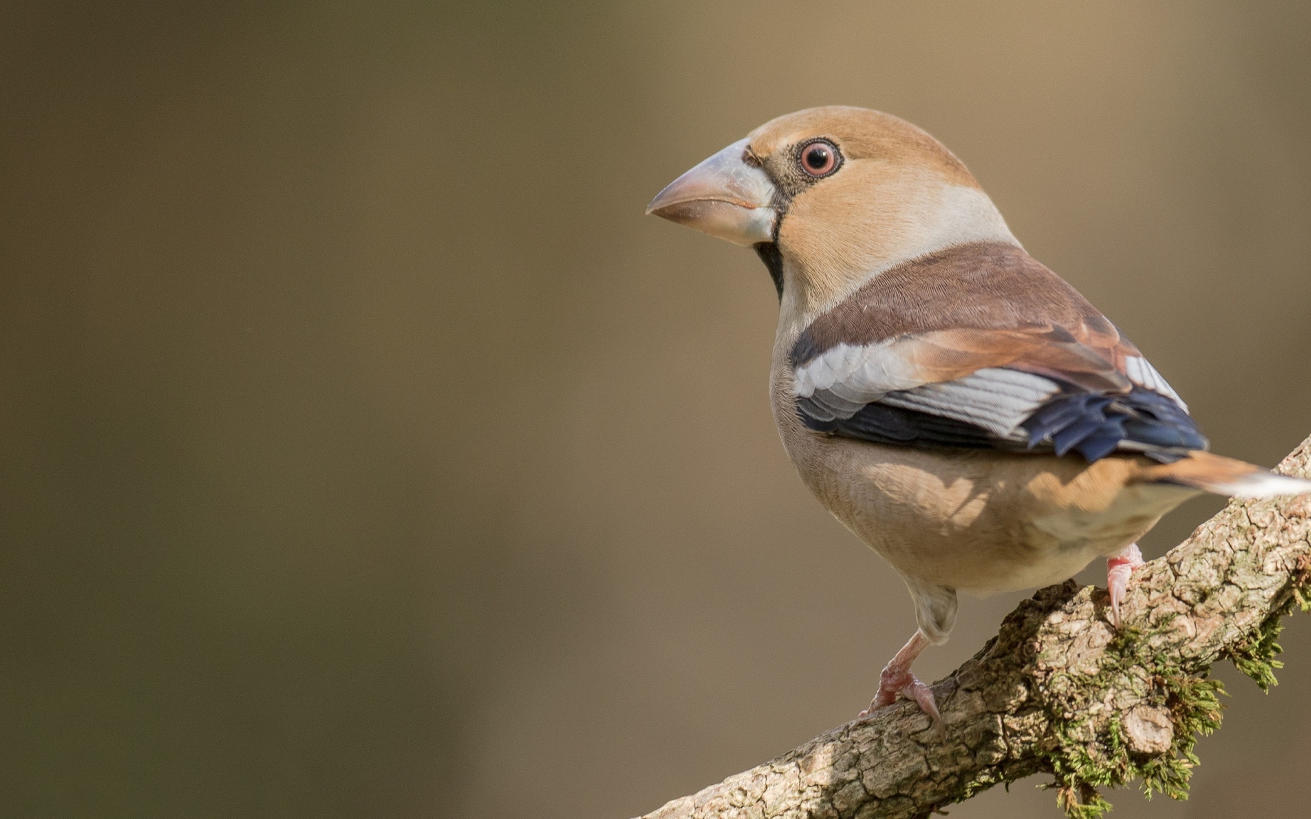 Птица сидит на ветке дерева крупным планом
